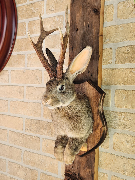 Brown Jackalope taxidermy with dark eyes, real antlers & on a decorated plaque
