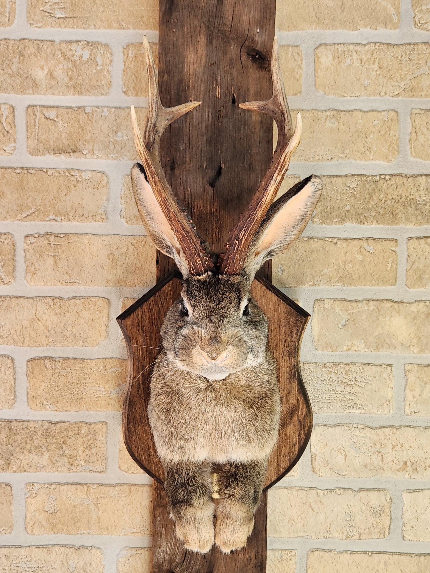 Taxidermie de Jackalope brun aux yeux foncé, vrai panache, sur une plaque décorée