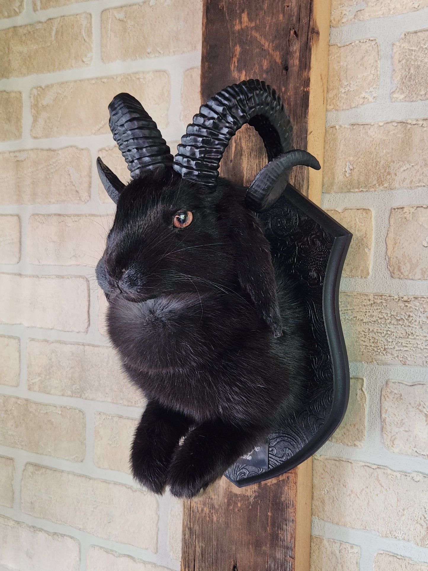 Jackalope noir avec cornes et yeux hétérochromes
