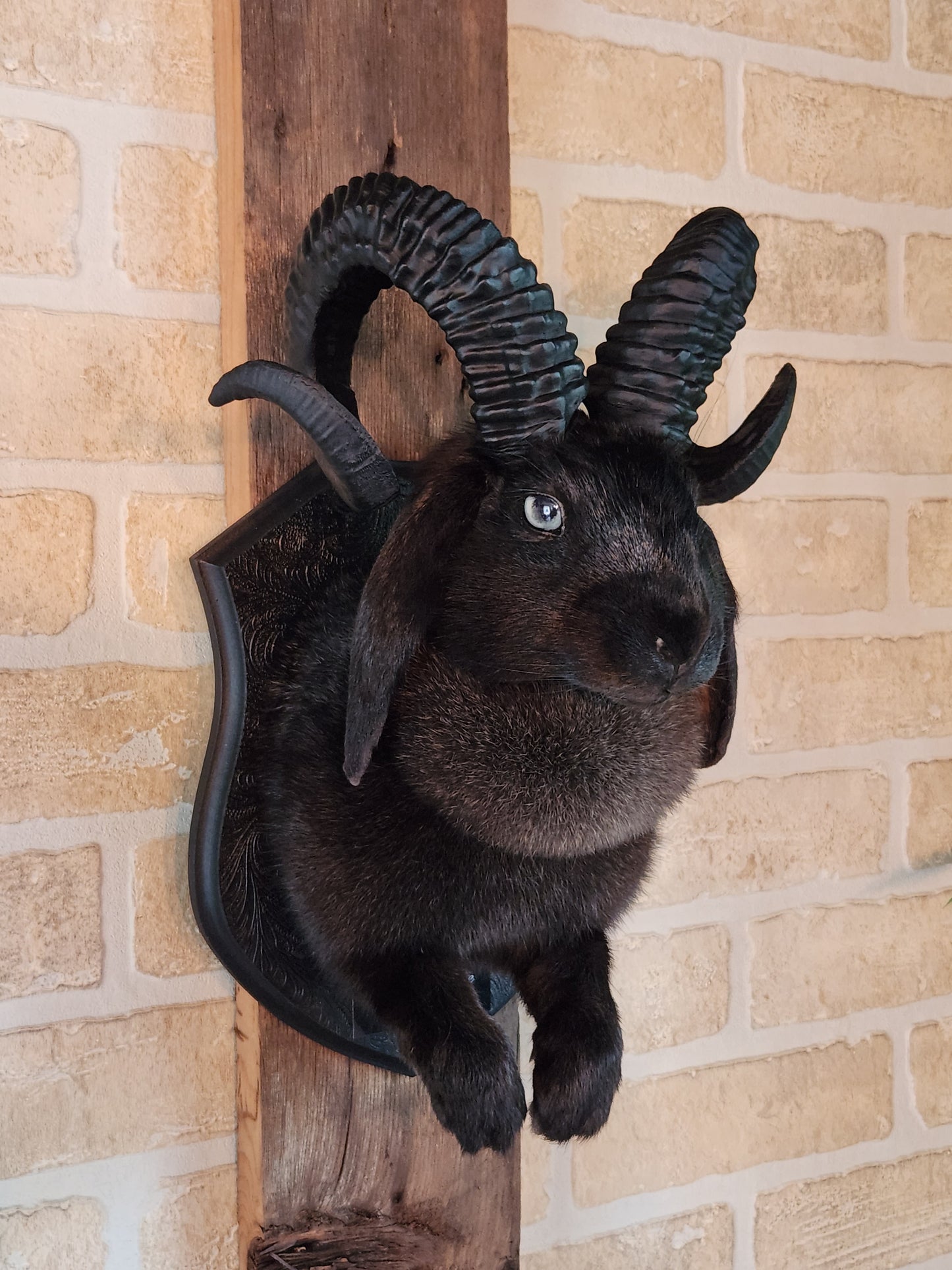 Jackalope noir avec cornes et yeux bleu pâle