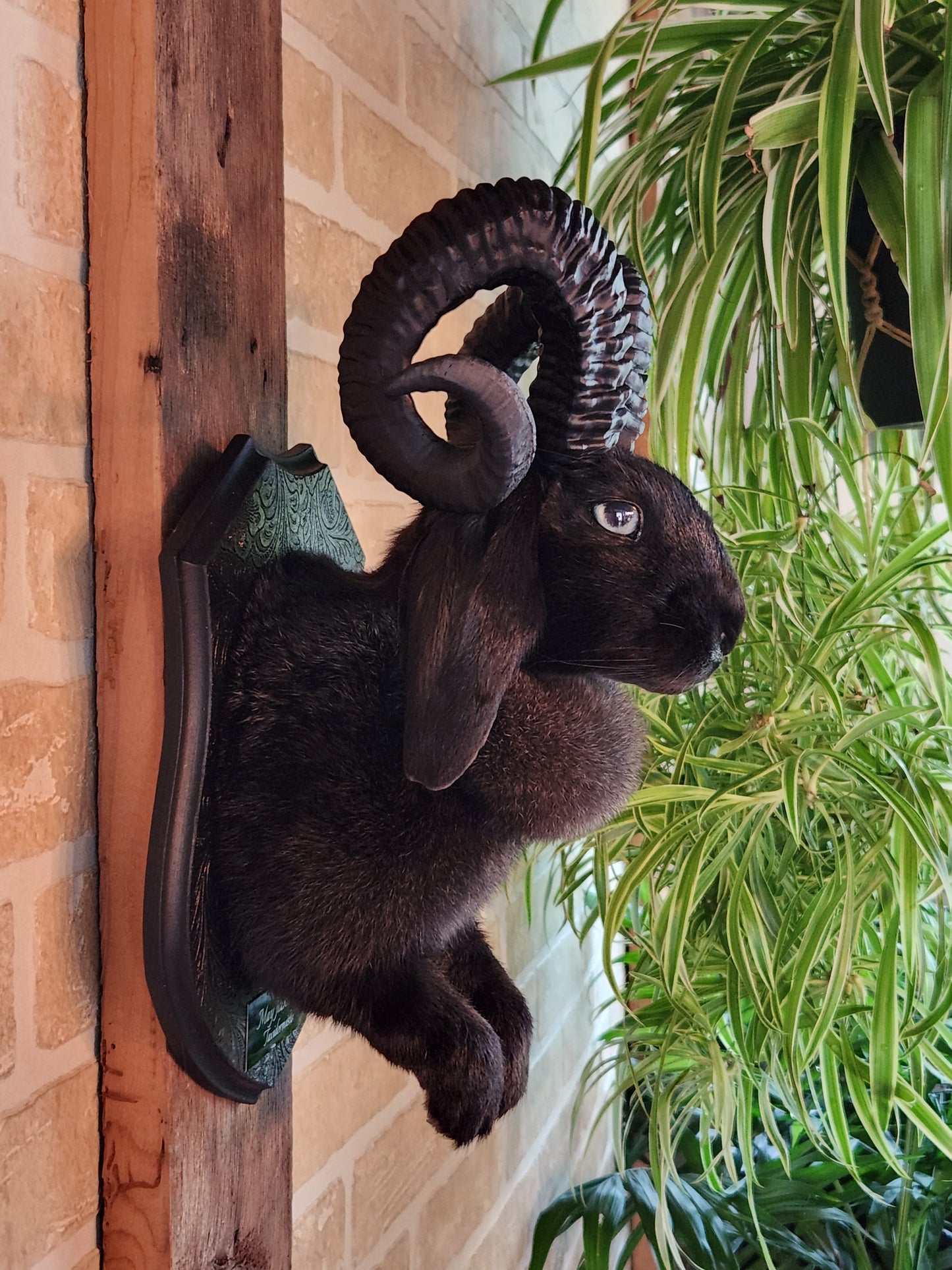 Jackalope noir avec cornes et yeux bleu pâle