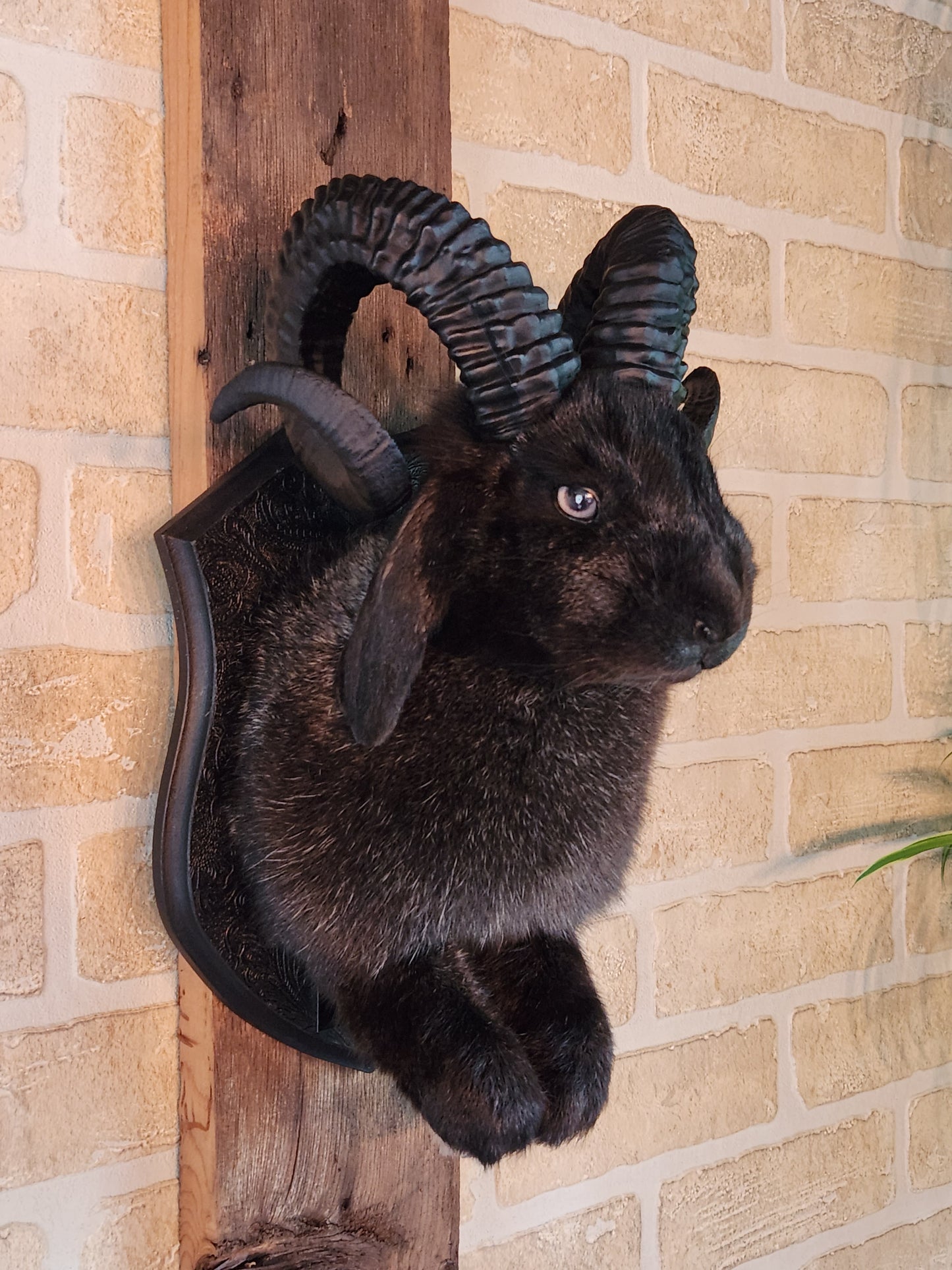 Jackalope noir avec cornes et yeux gris