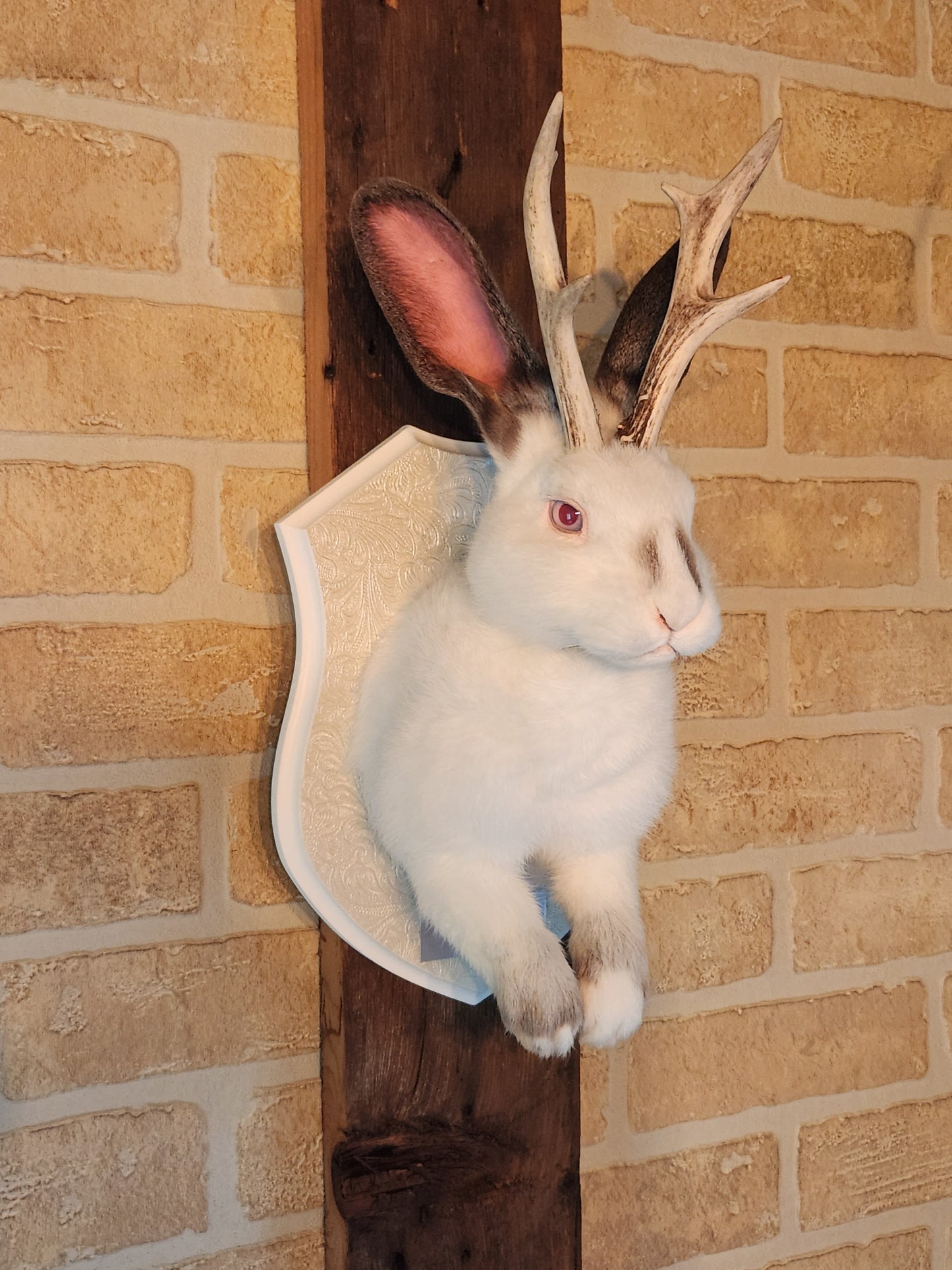 White and grey Jackalope taxidermy with albino eyes and real antlers