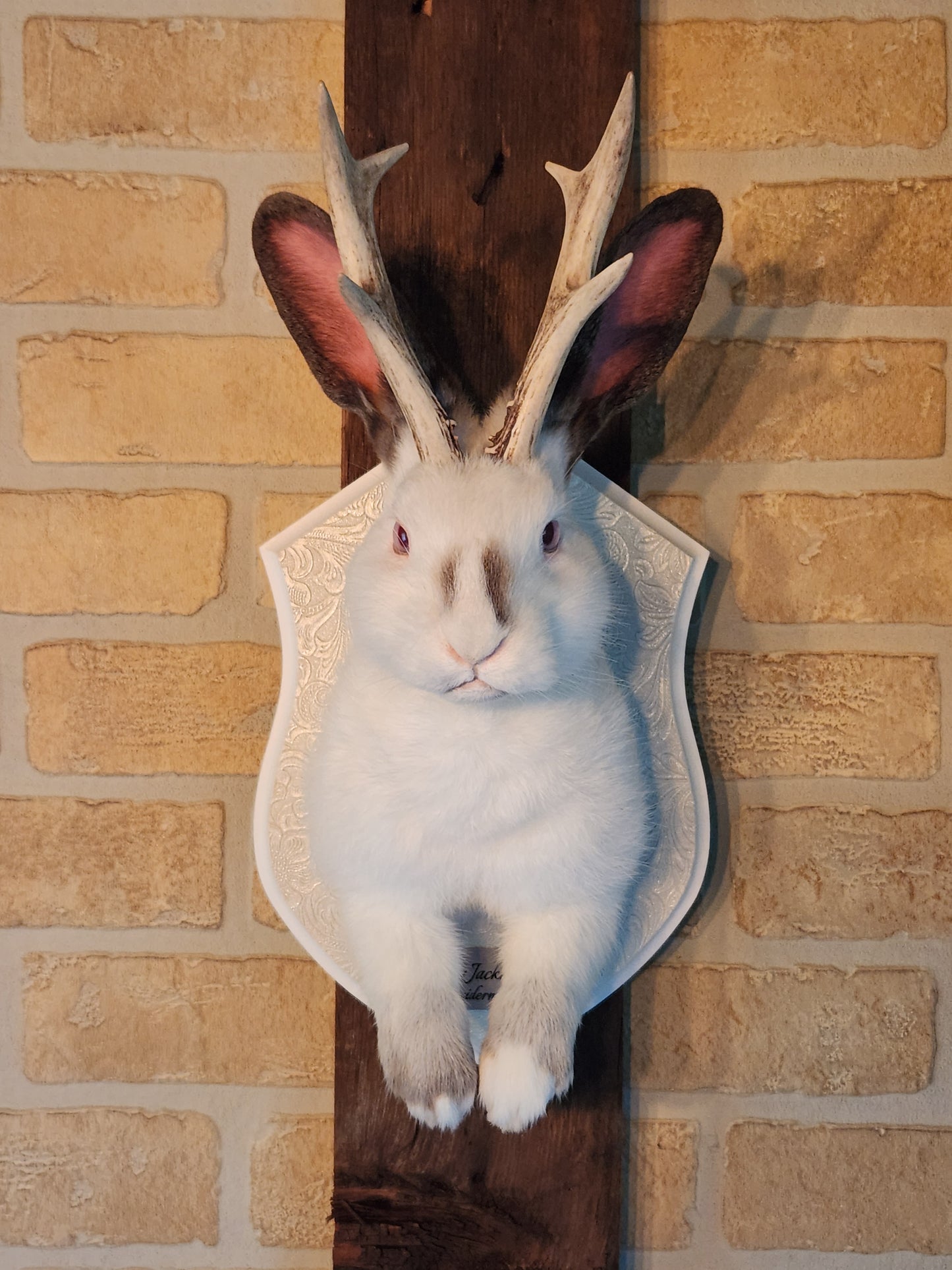 White and grey Jackalope taxidermy with albino eyes and real antlers