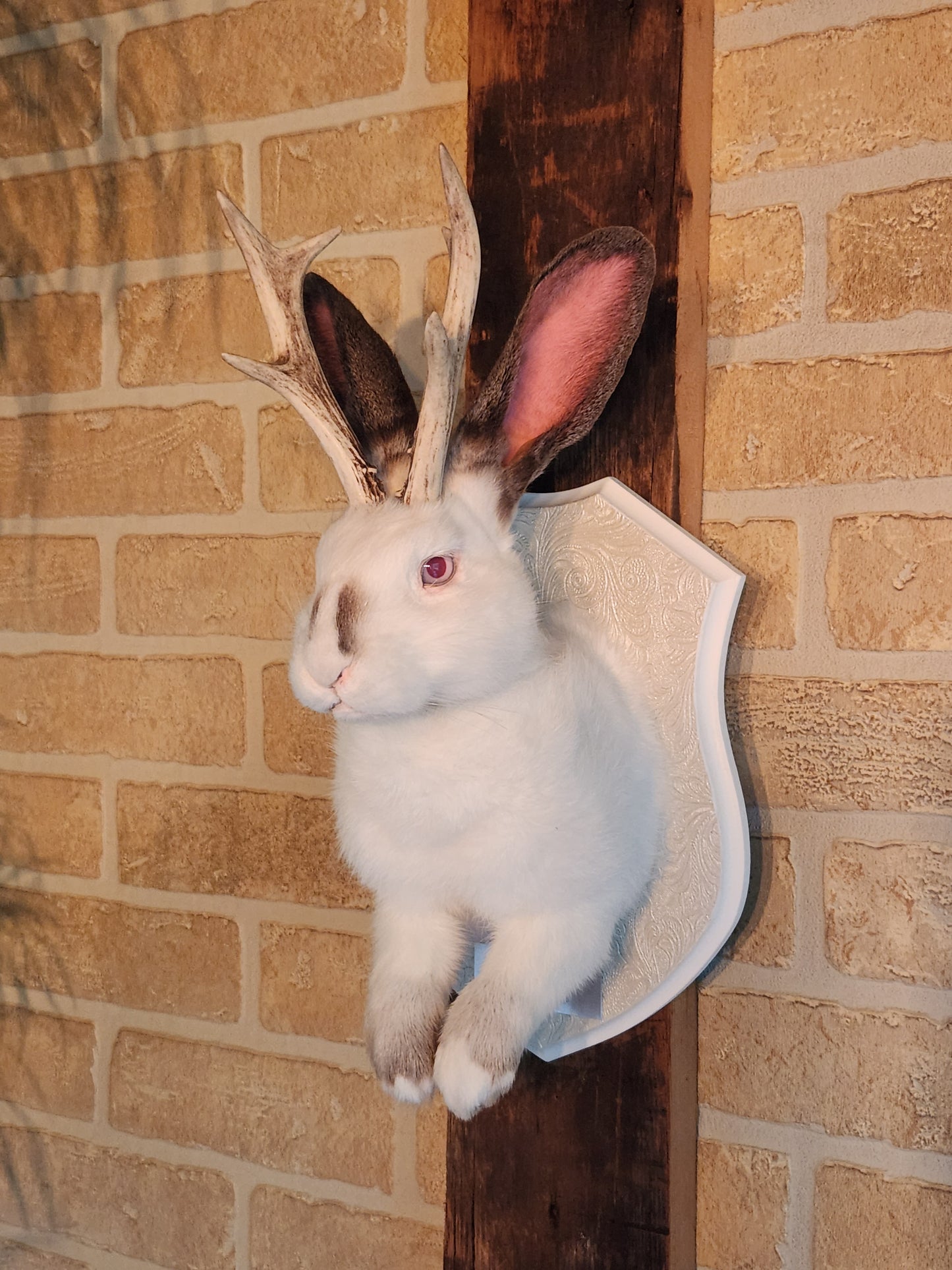 White and grey Jackalope taxidermy with albino eyes and real antlers