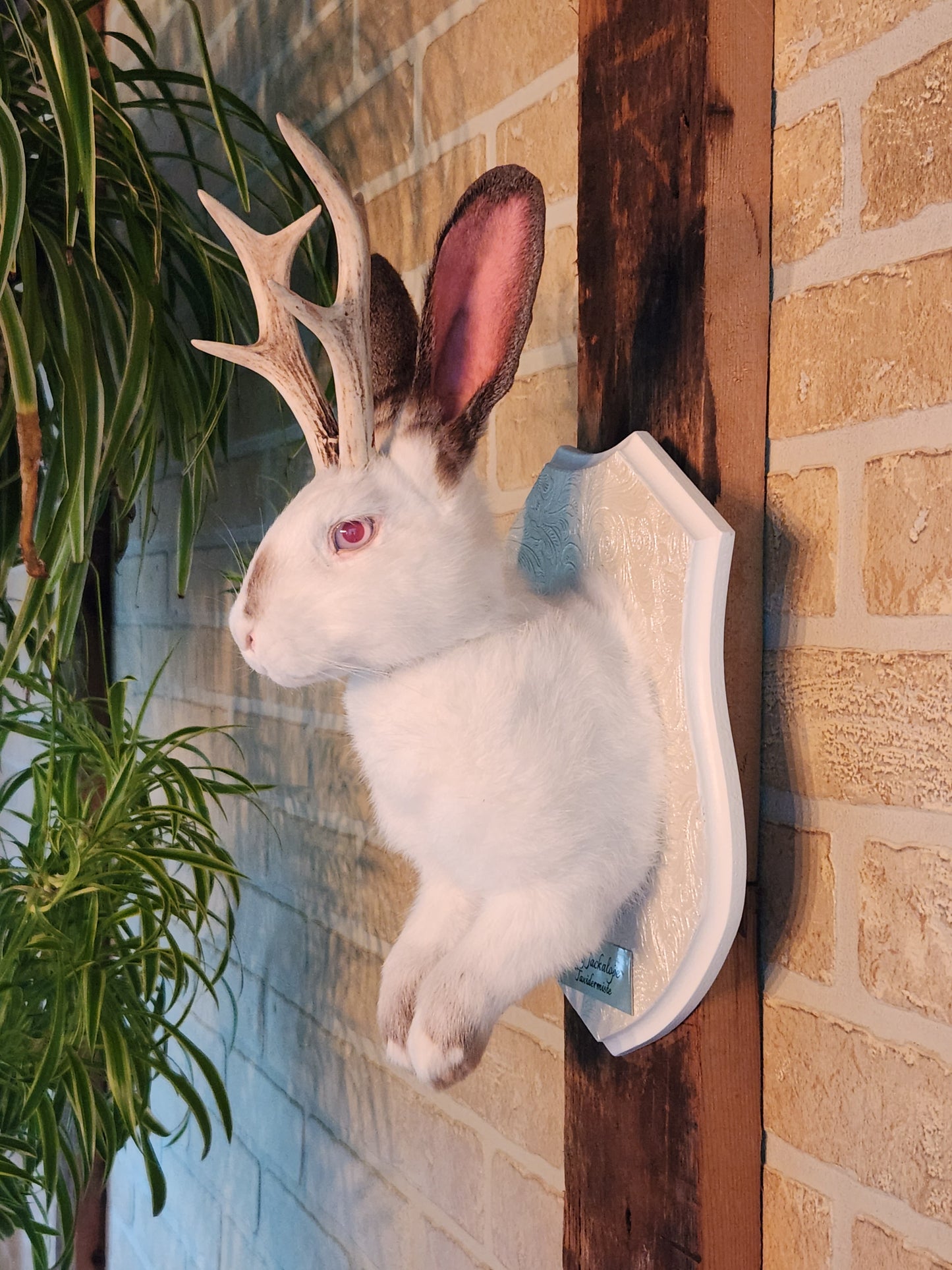 White and grey Jackalope taxidermy with albino eyes and real antlers