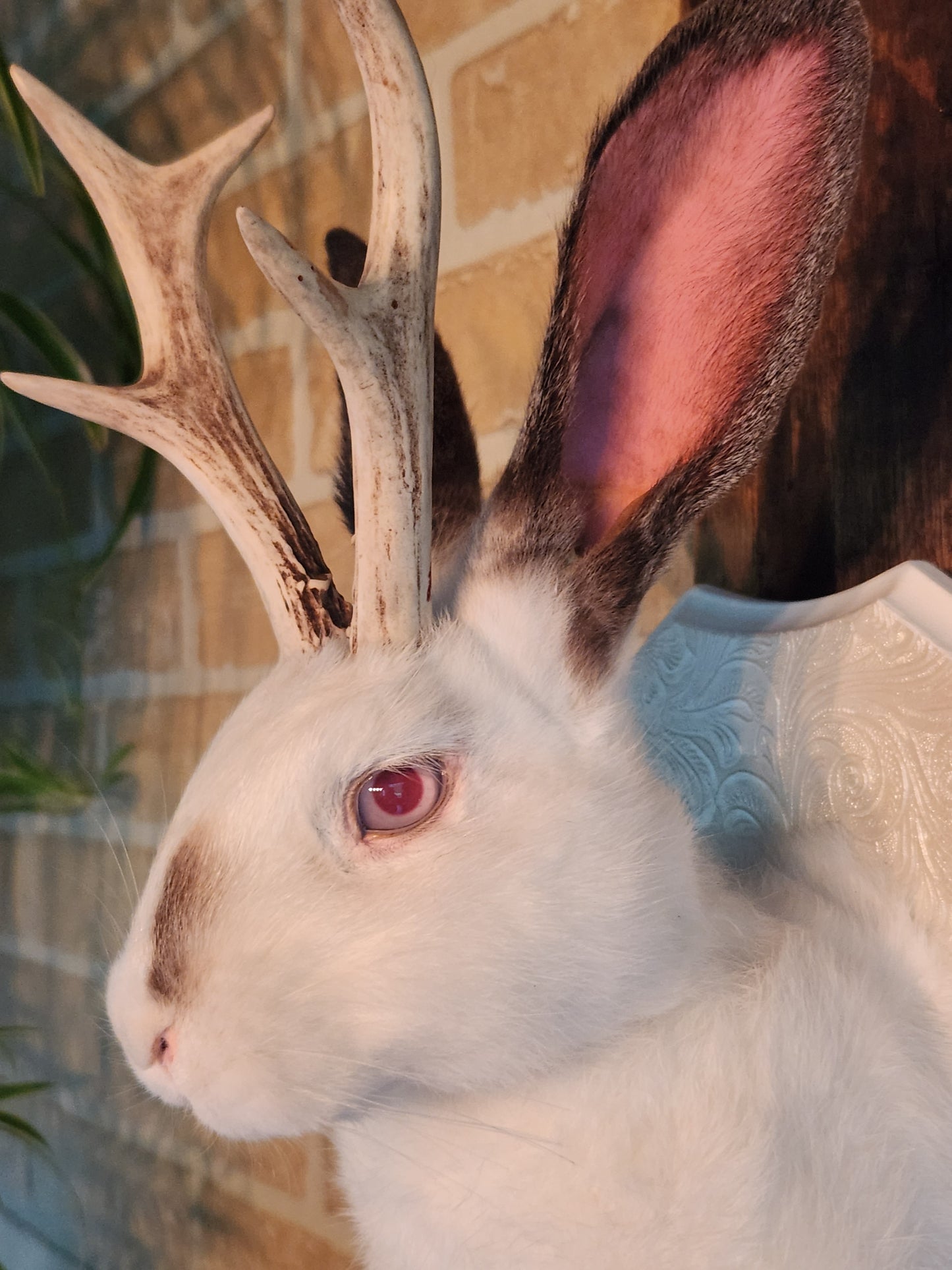 White and grey Jackalope taxidermy with albino eyes and real antlers