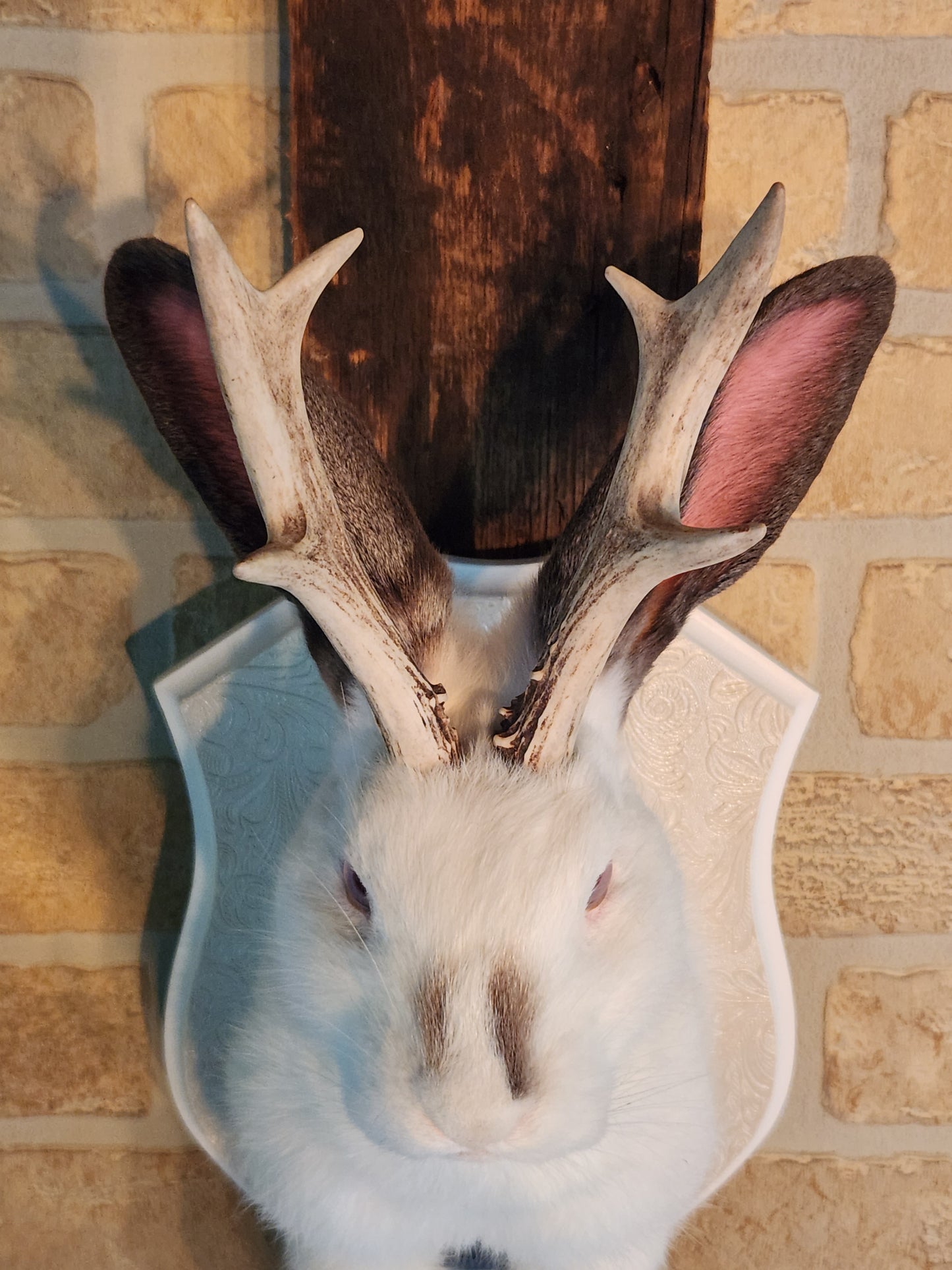 White and grey Jackalope taxidermy with albino eyes and real antlers