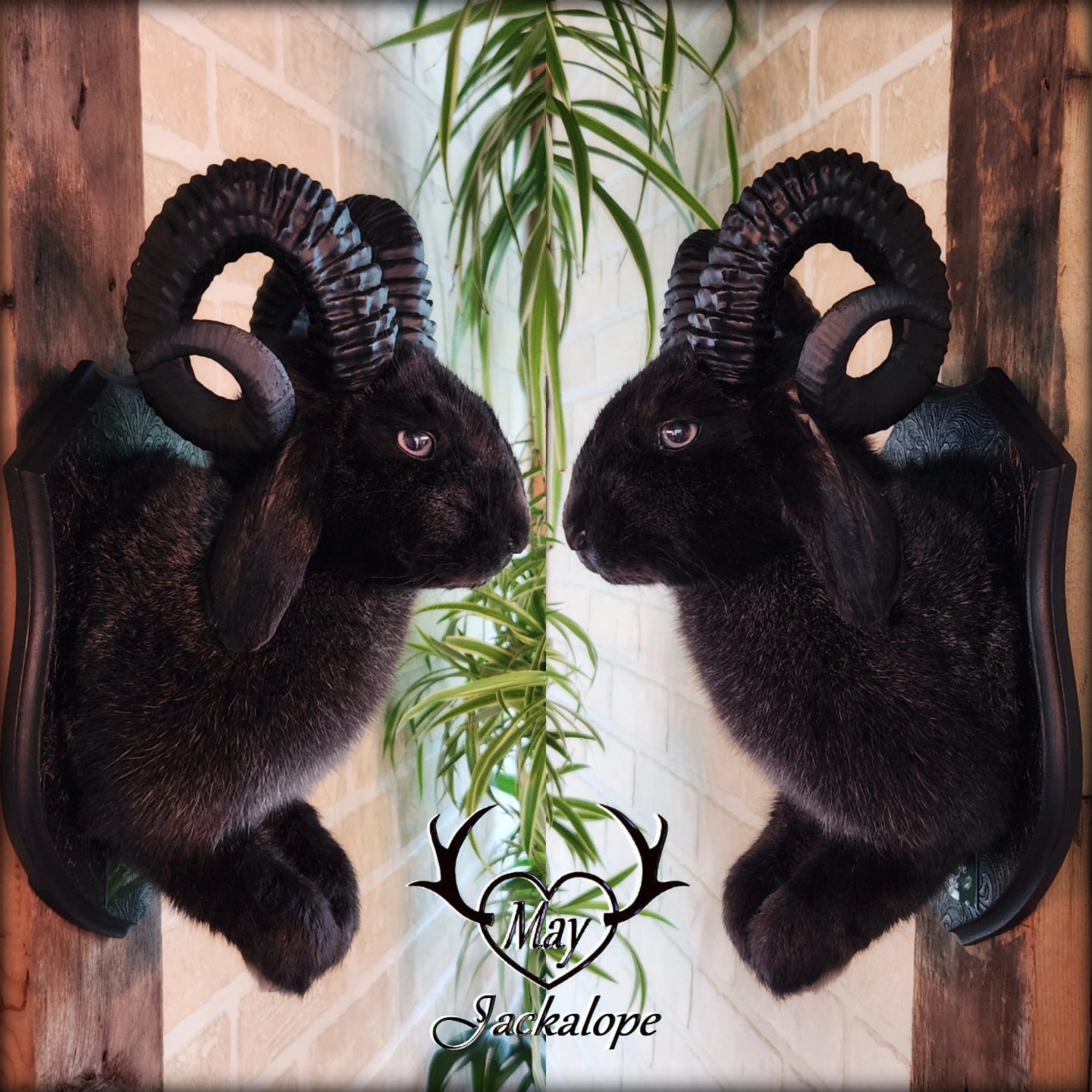 Jackalope noir avec cornes et yeux gris