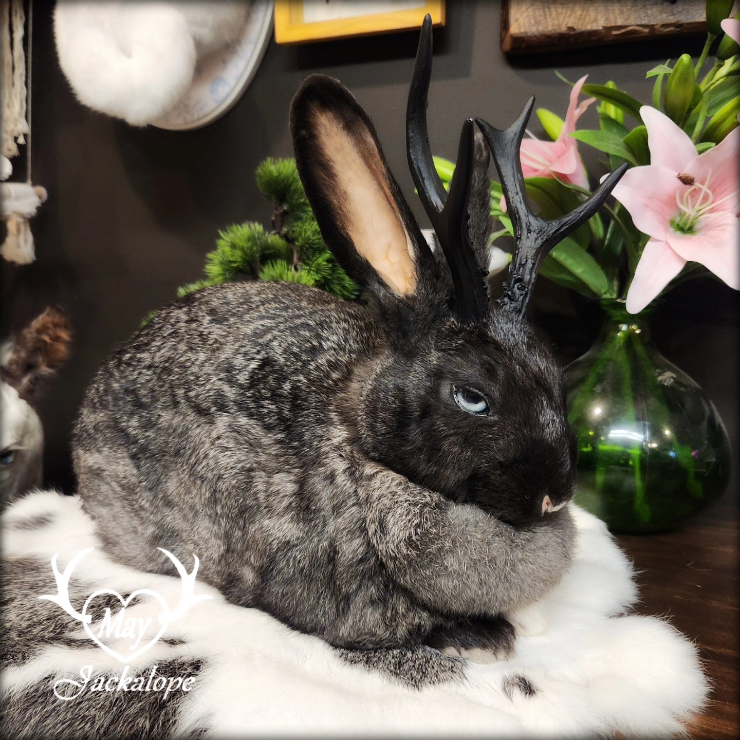 Black, grey & white Jackalope loaf taxidermy with light blue eyes and black antlers replica.