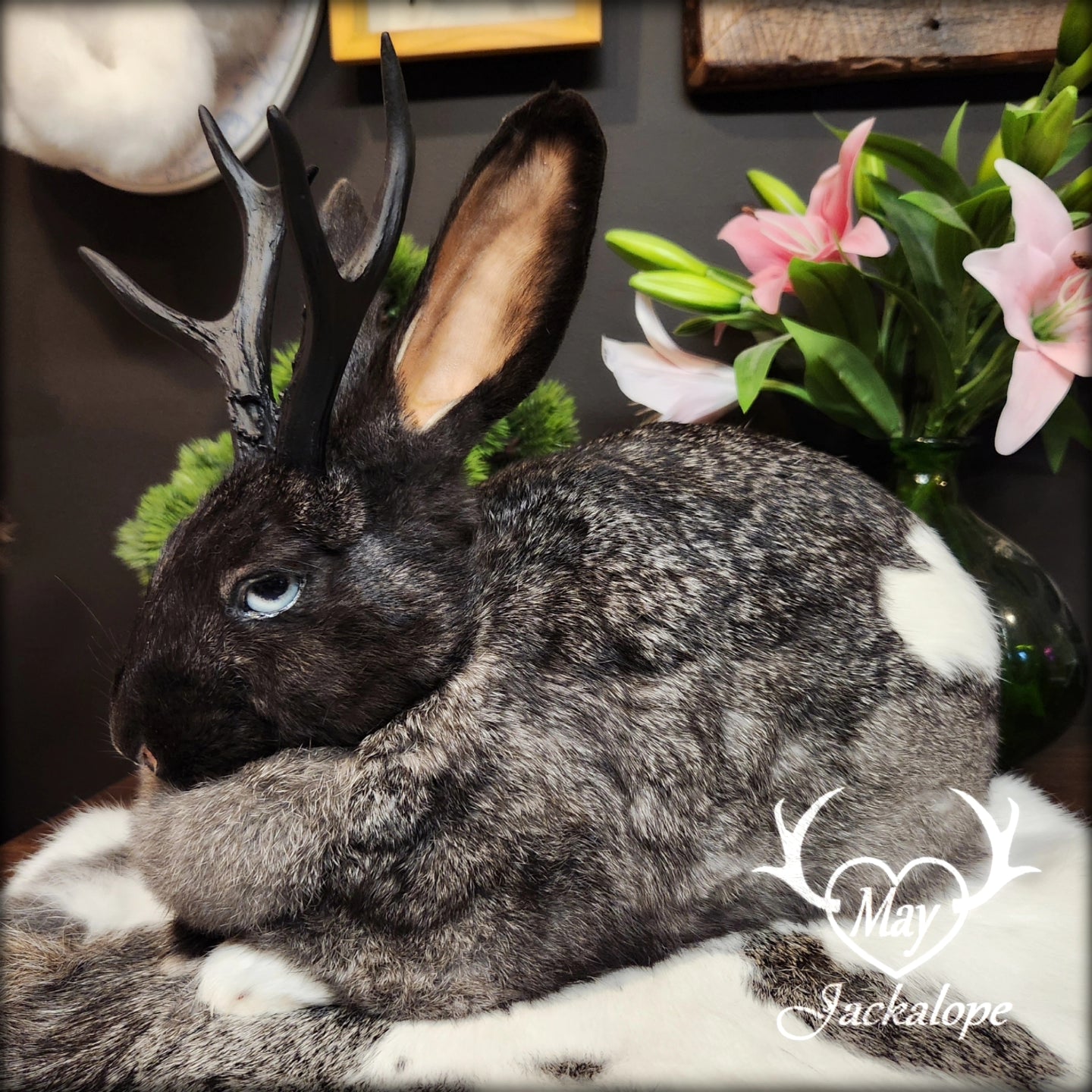 Black, grey & white Jackalope loaf taxidermy with light blue eyes and black antlers replica.