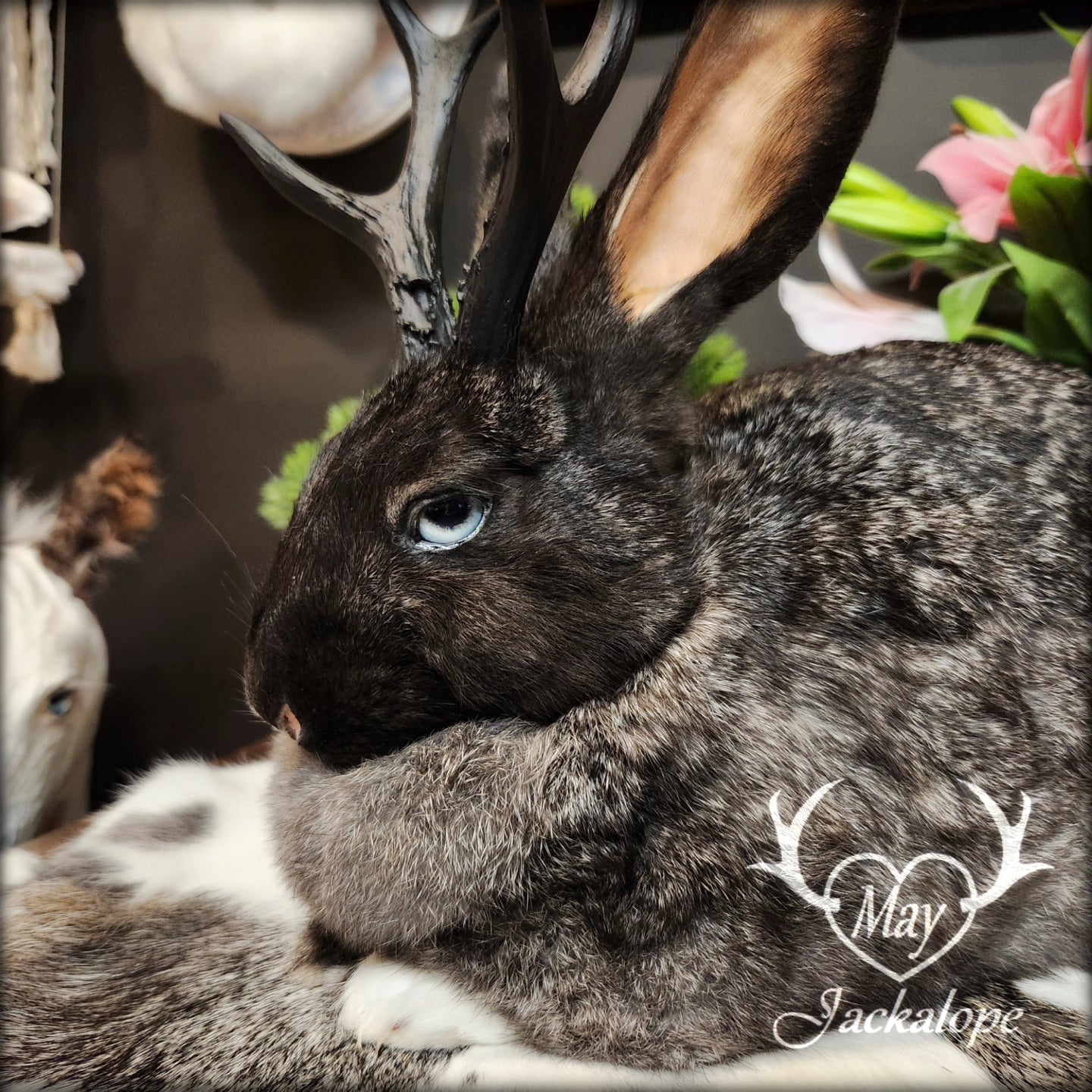 Black, grey & white Jackalope loaf taxidermy with light blue eyes and black antlers replica.
