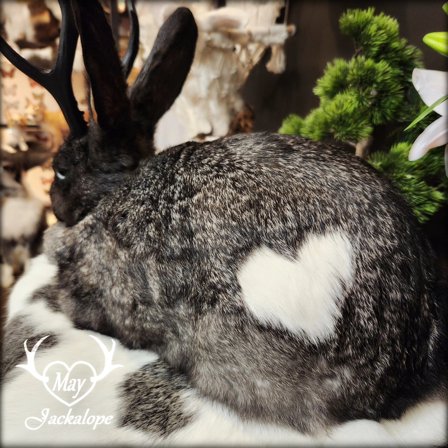 Black, grey & white Jackalope loaf taxidermy with light blue eyes and black antlers replica.
