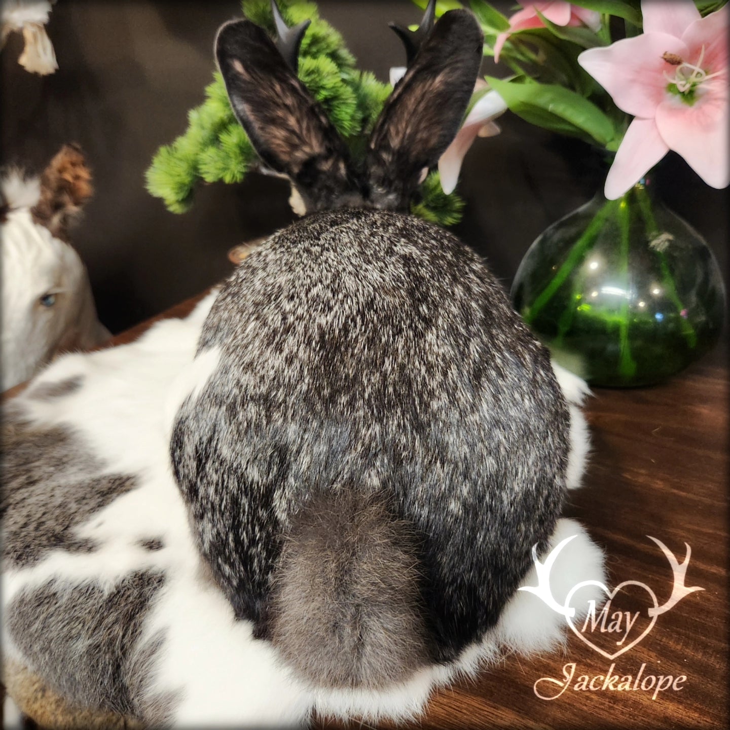 Black, grey & white Jackalope loaf taxidermy with light blue eyes and black antlers replica.
