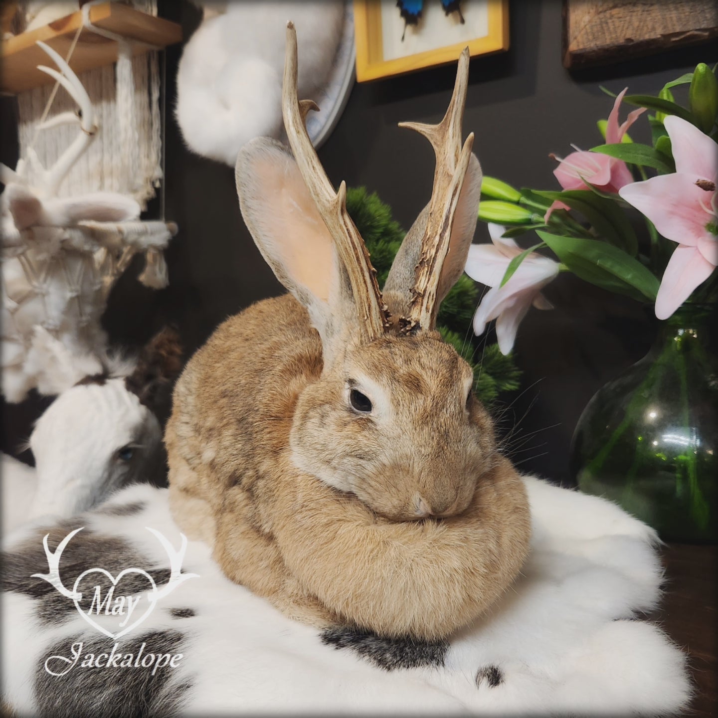 Taxidermie de Jackalope doré position pain aux yeux foncé et vrai panache