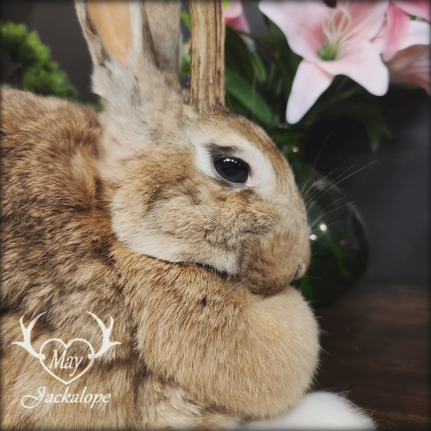 Taxidermie de Jackalope doré position pain aux yeux foncé et vrai panache