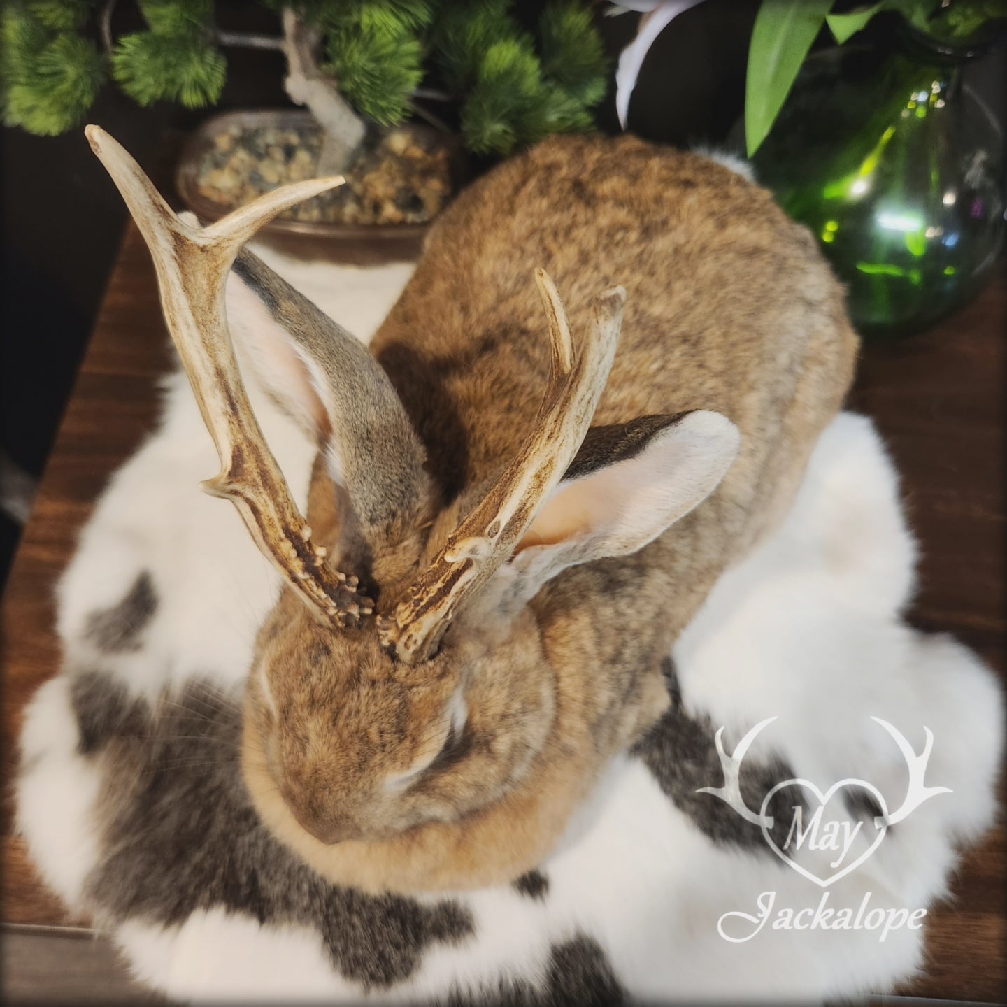Taxidermie de Jackalope doré position pain aux yeux foncé et vrai panache