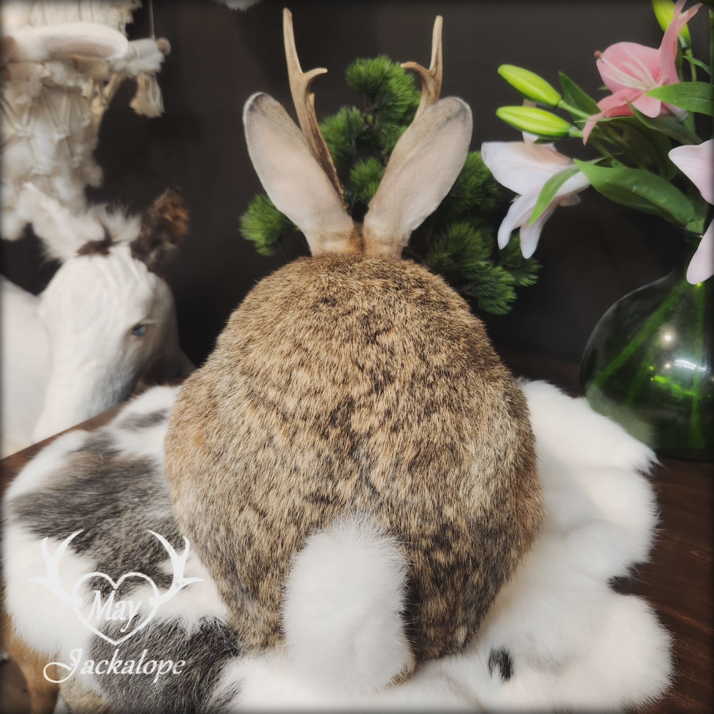 Taxidermie de Jackalope doré position pain aux yeux foncé et vrai panache