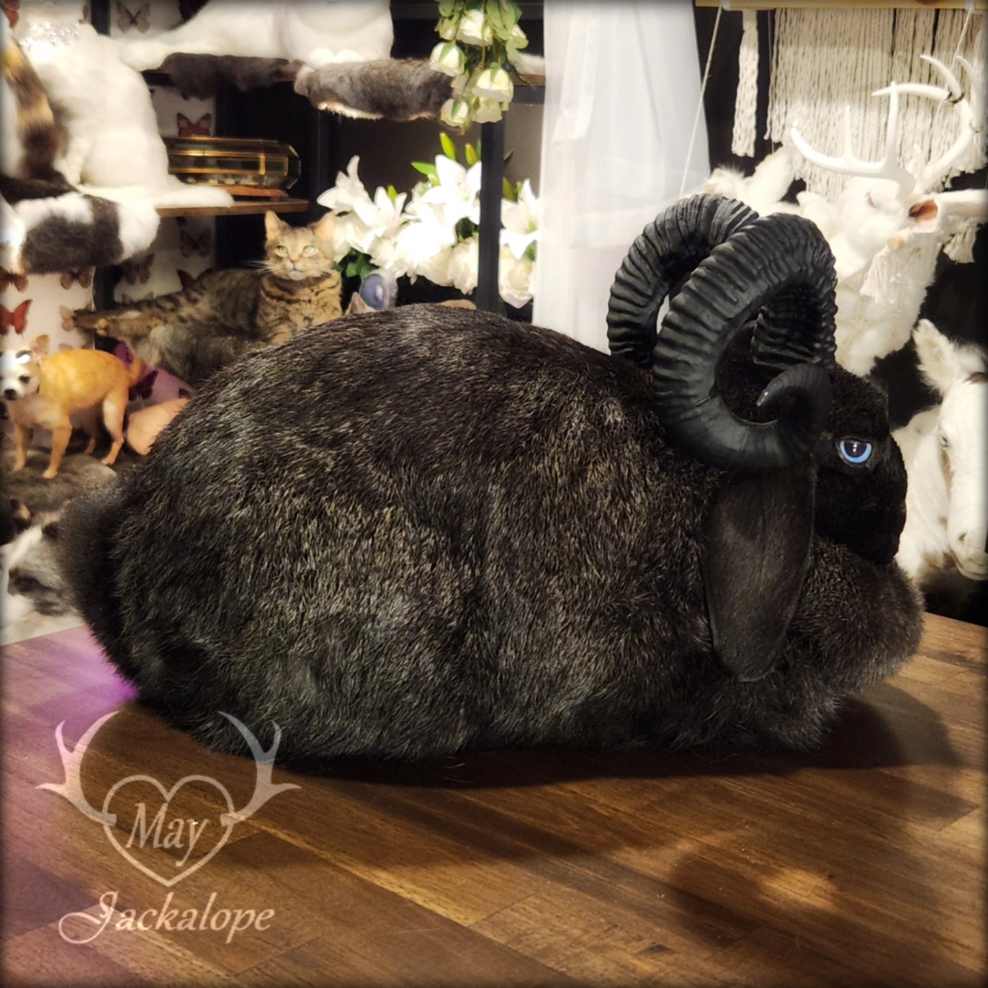 Taxidermie de jackalope noir, position pain avec un tiroir secret au dos.