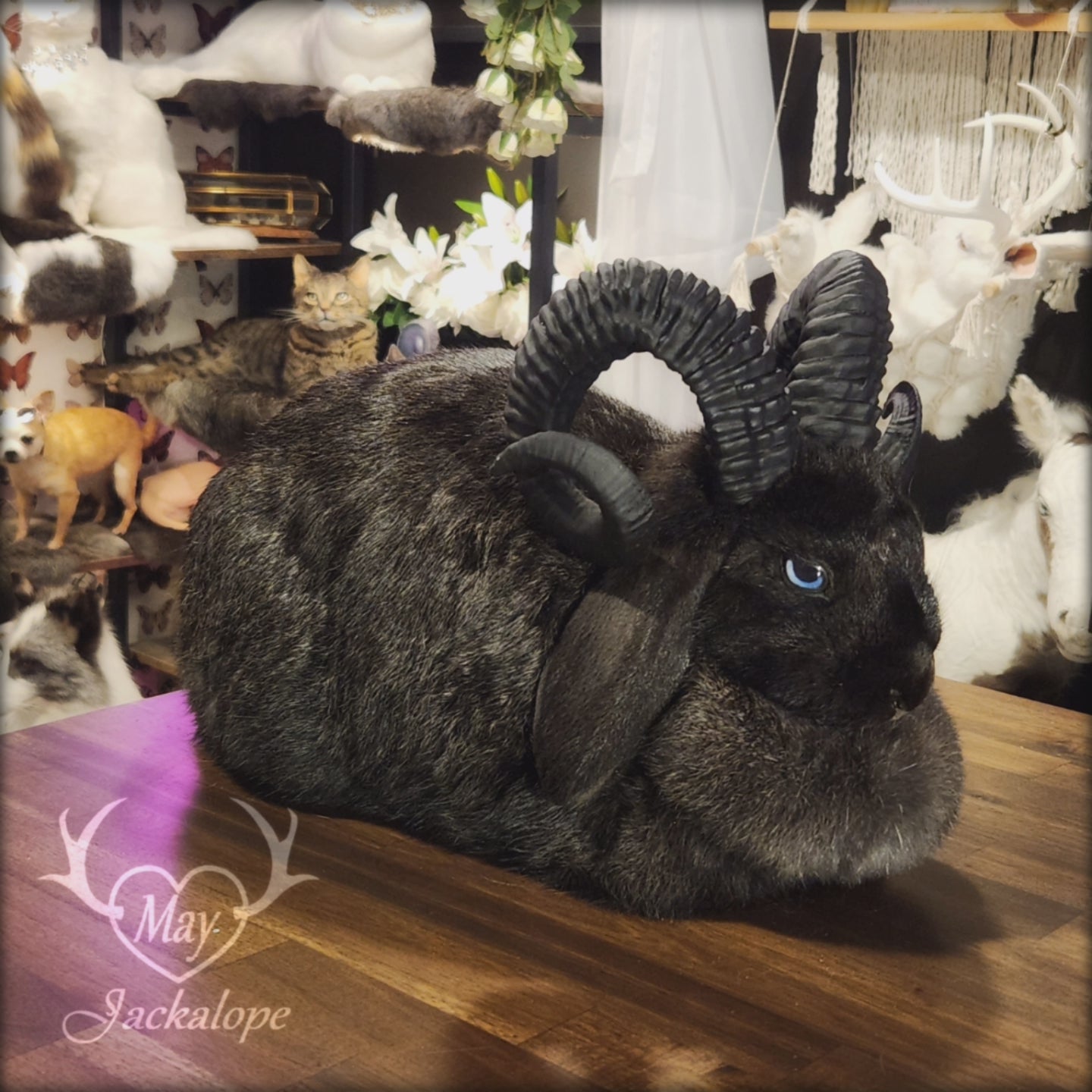 Taxidermie de jackalope noir, position pain avec un tiroir secret au dos.