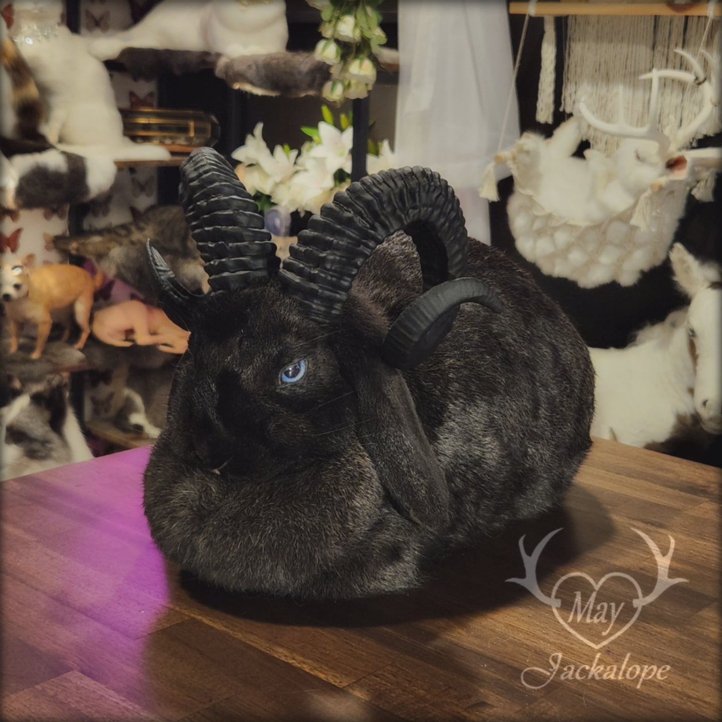 Taxidermie de jackalope noir, position pain avec un tiroir secret au dos.