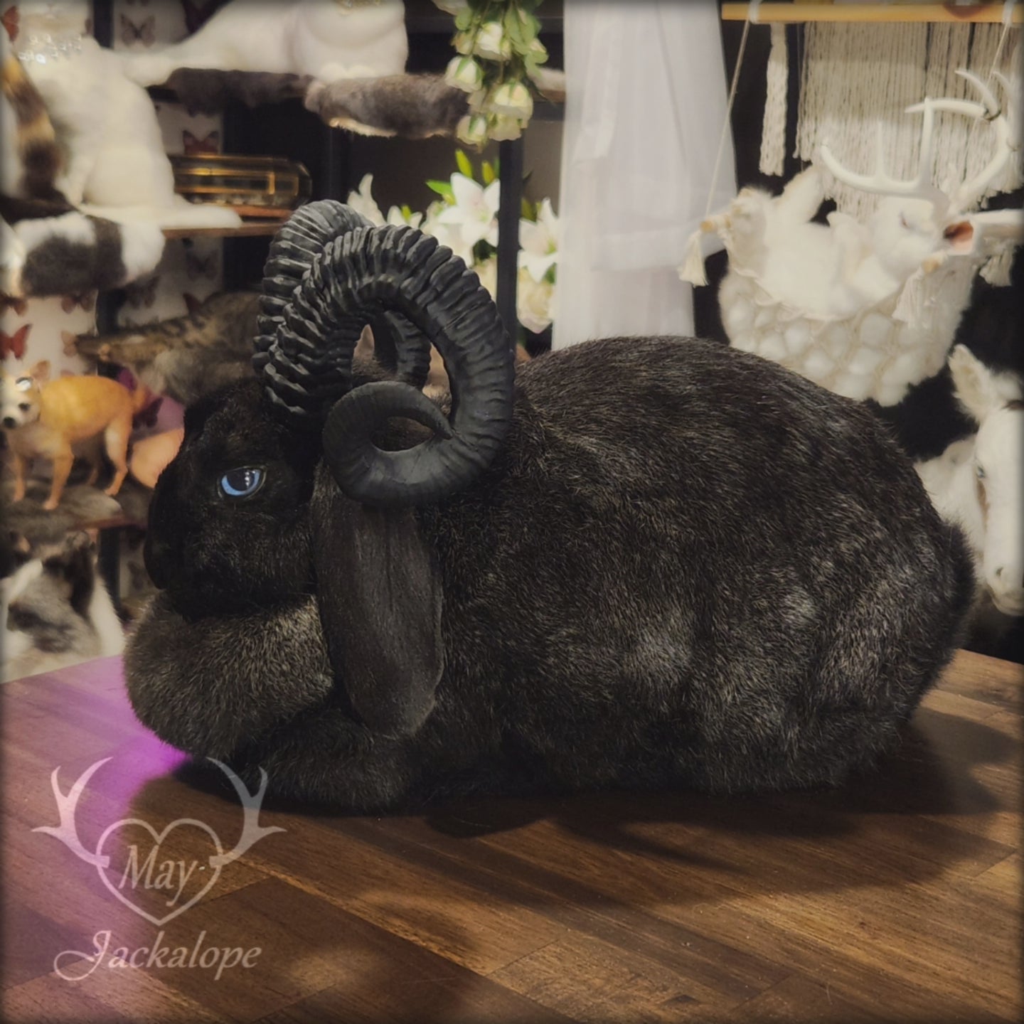 Taxidermie de jackalope noir, position pain avec un tiroir secret au dos.