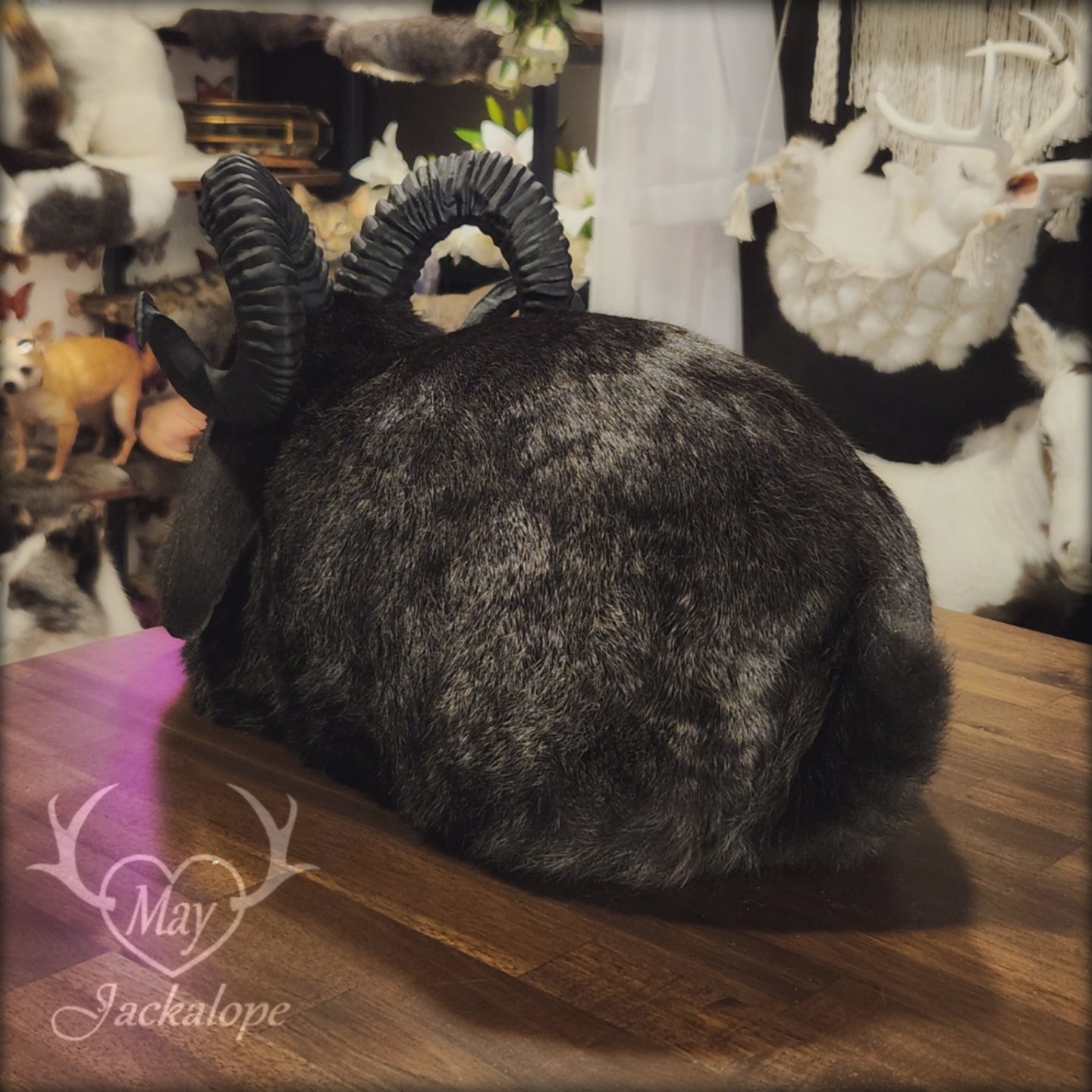 Taxidermie de jackalope noir, position pain avec un tiroir secret au dos.