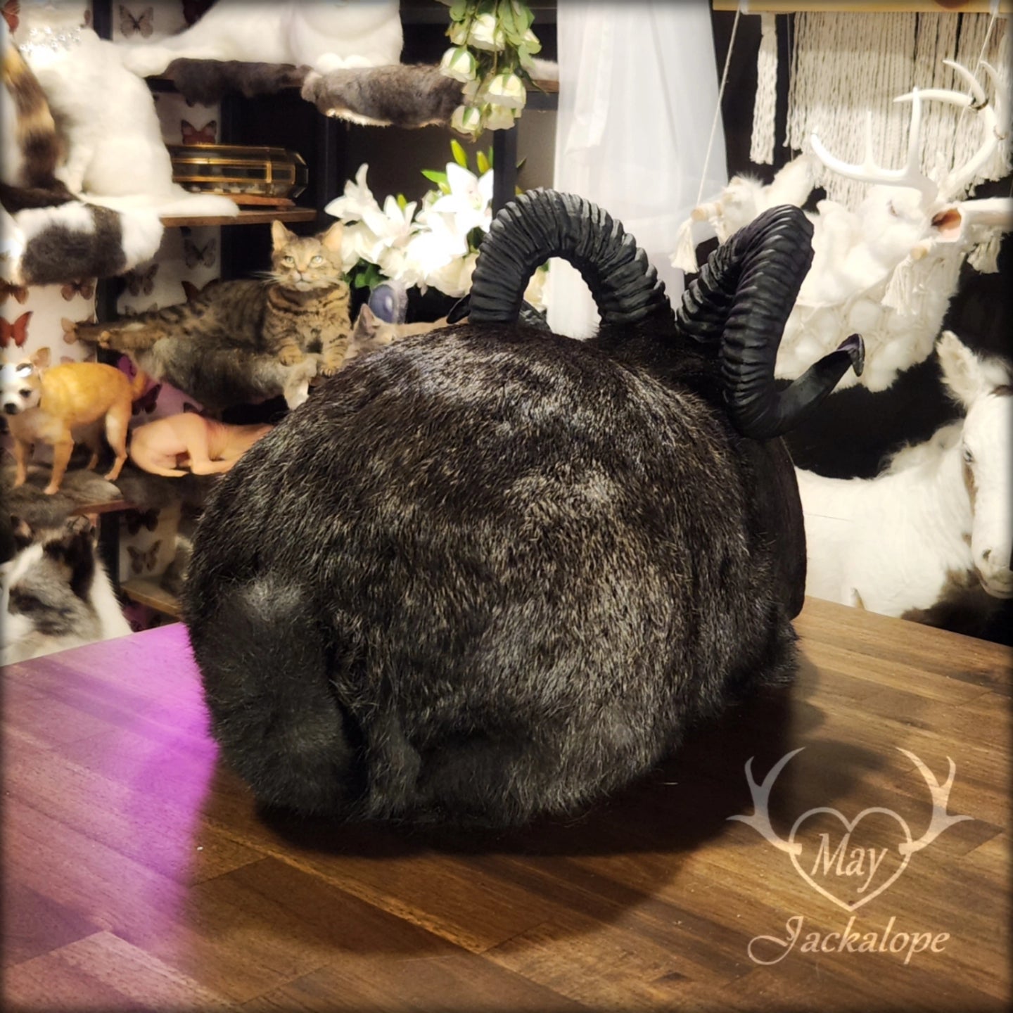Taxidermie de jackalope noir, position pain avec un tiroir secret au dos.