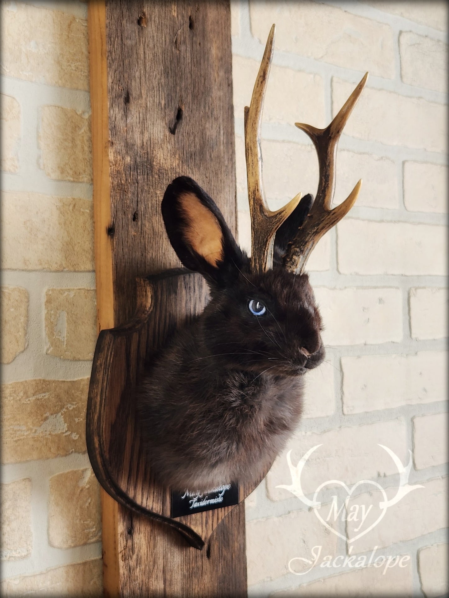 Small black jackalope taxidermy with blue eyes & real antlers