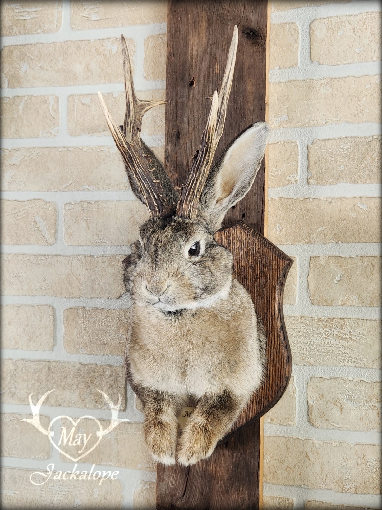 Taxidermie de Jackalope brun naturel avec des yeux foncés et de vraies bois.