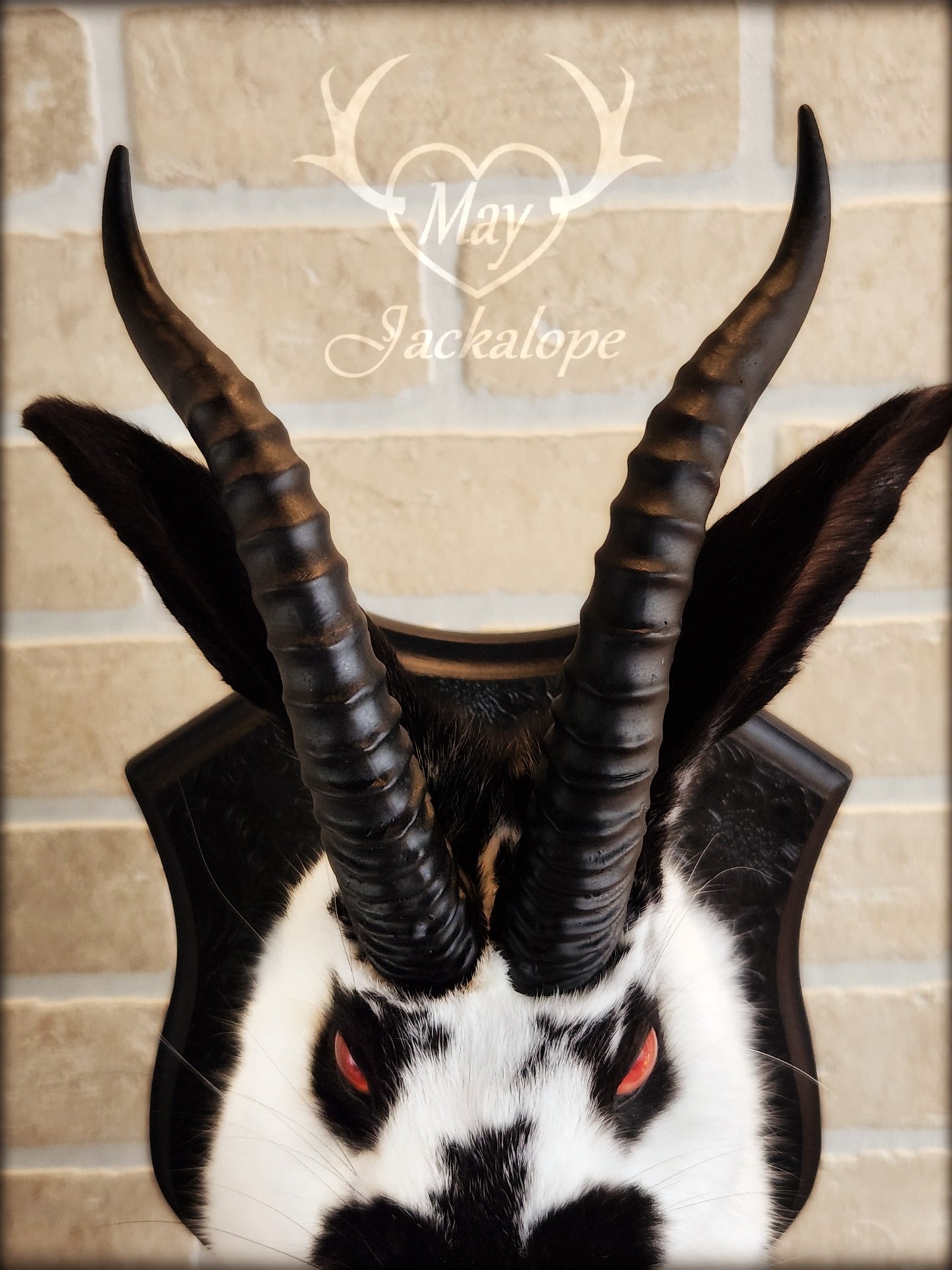 Black & white Jackalope taxidermy with red eyes, fangs & black horns replica