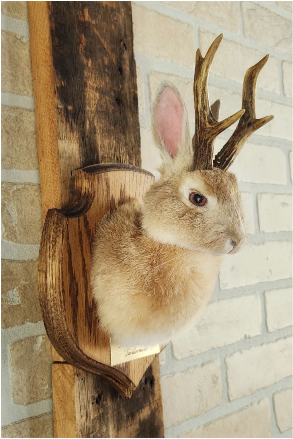 Taxidermies d'un minis jackalopes beige avec vrais un panaches