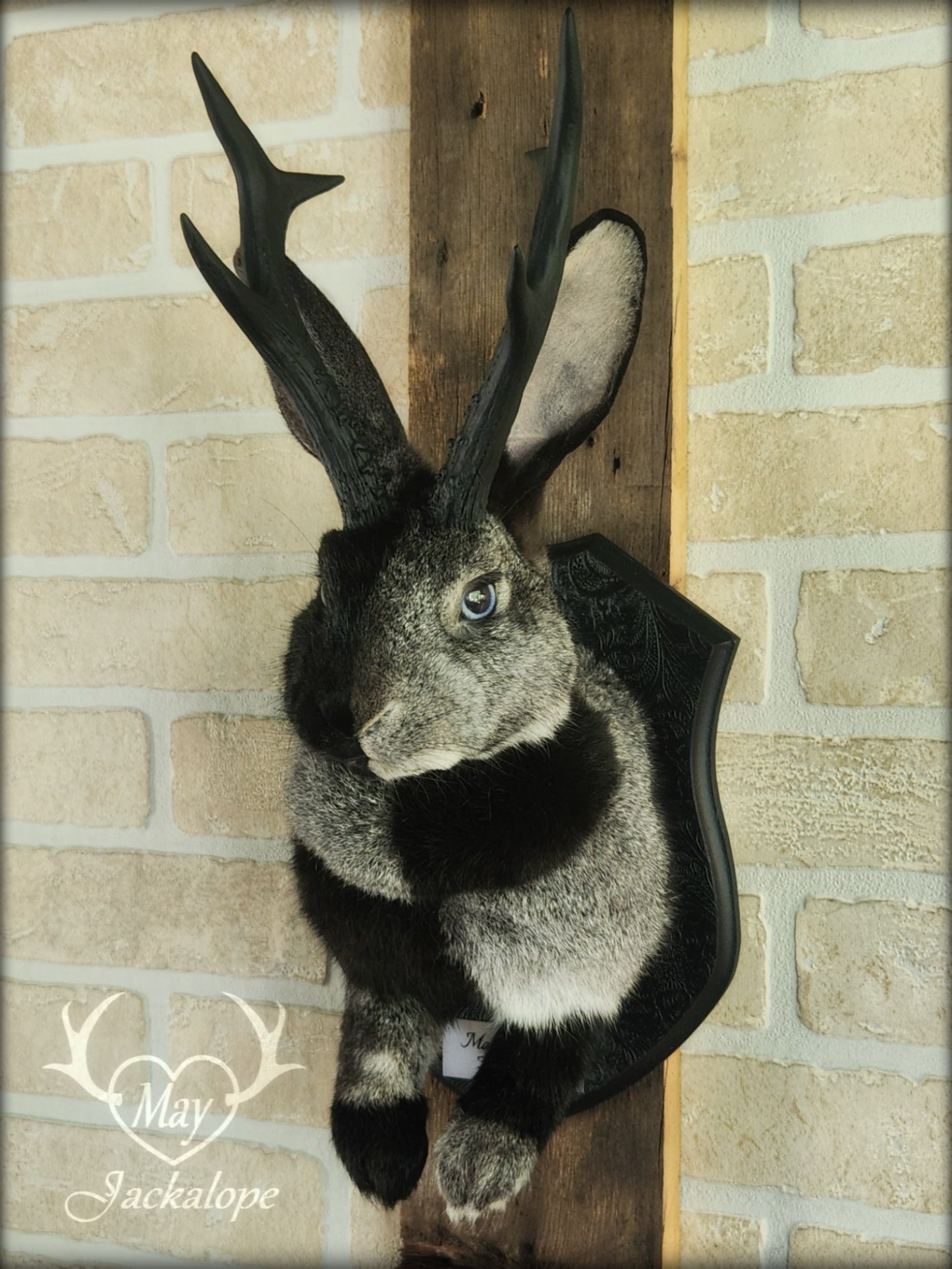 Grey harlequin jackalope taxidermy