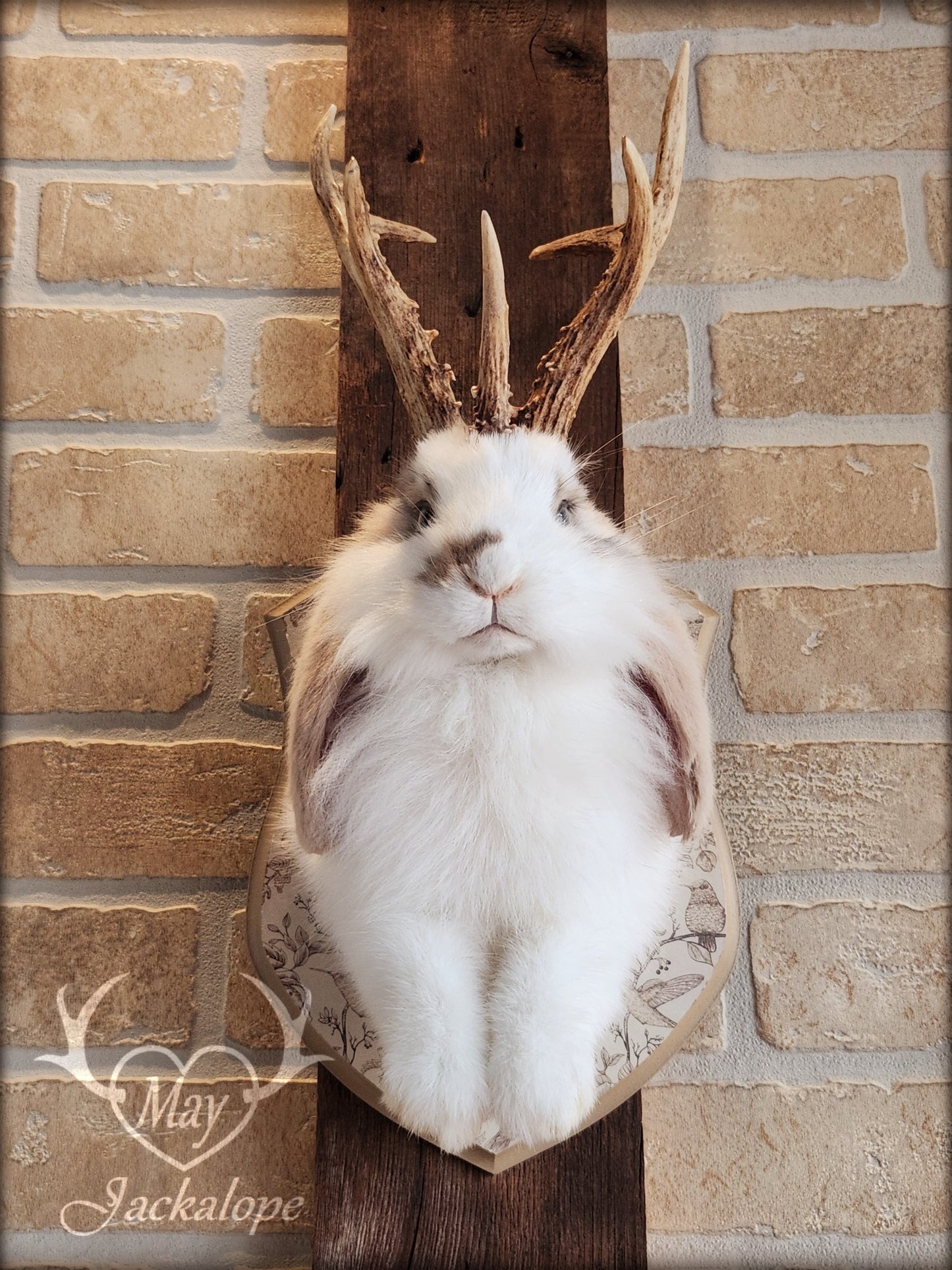 White and light brown jackalope taxidermy with grey eyes & real antlers