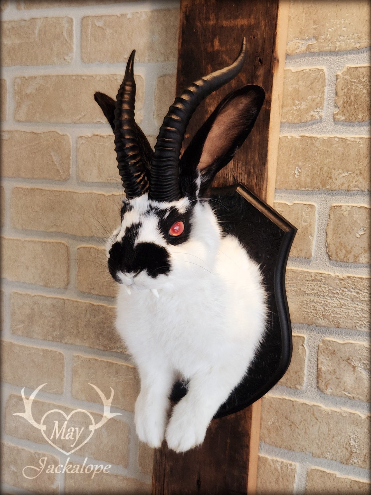 Black & white Jackalope taxidermy with red eyes, fangs & black horns replica