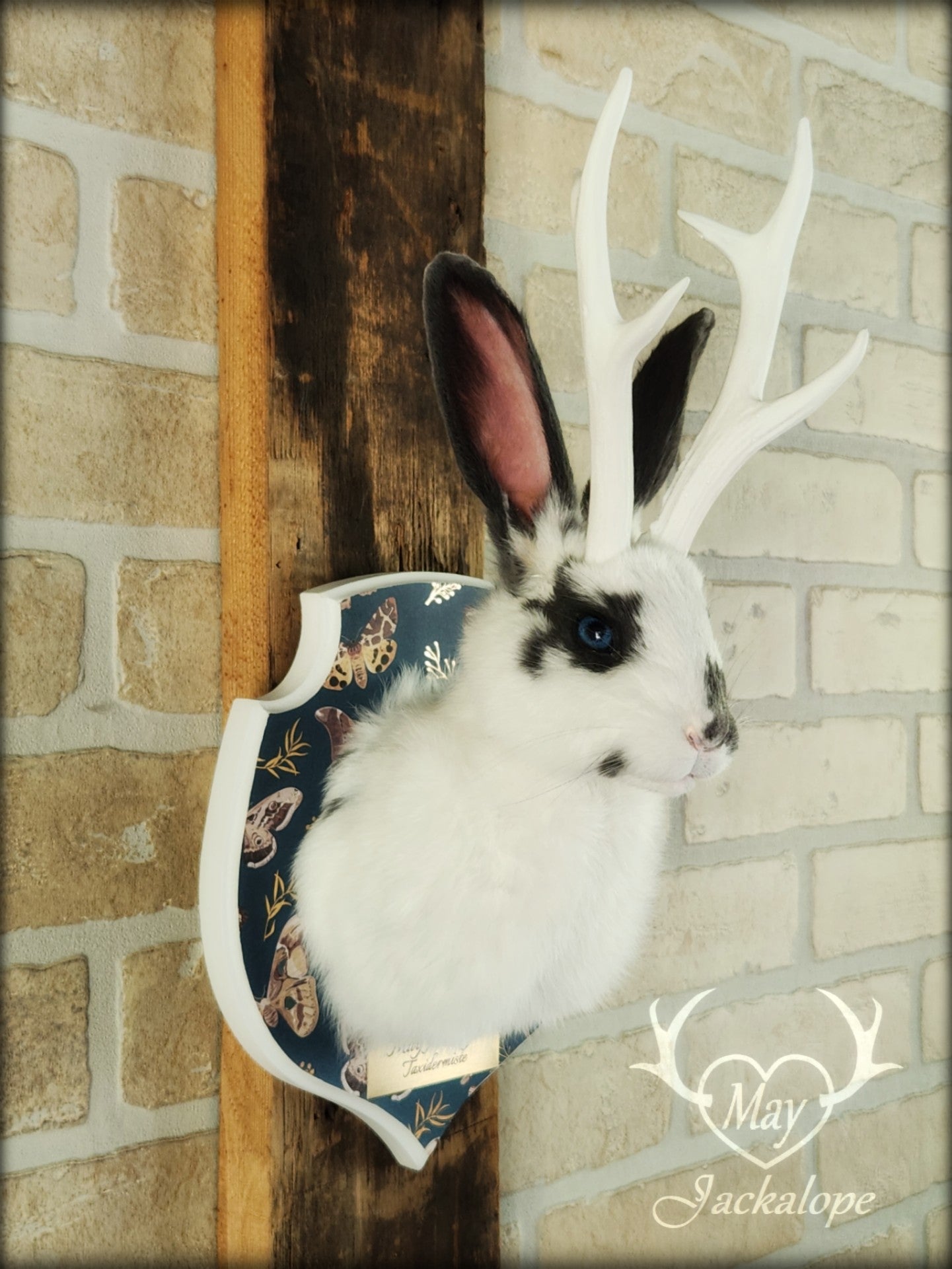Petite taxidermie de jackalope blanc et gris aux yeux bleus avec réplique de panache.