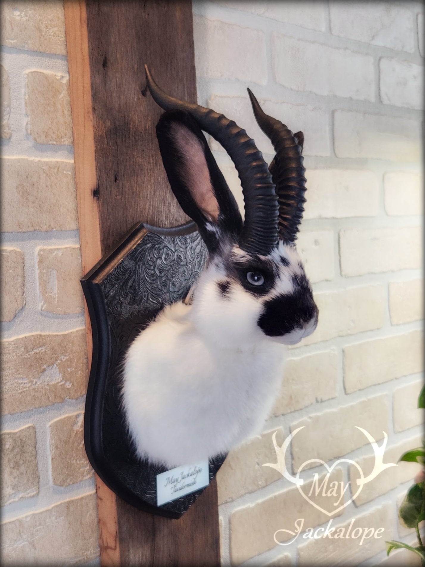 Small white & black Jackalope taxidermy with grey eyes and horns replica