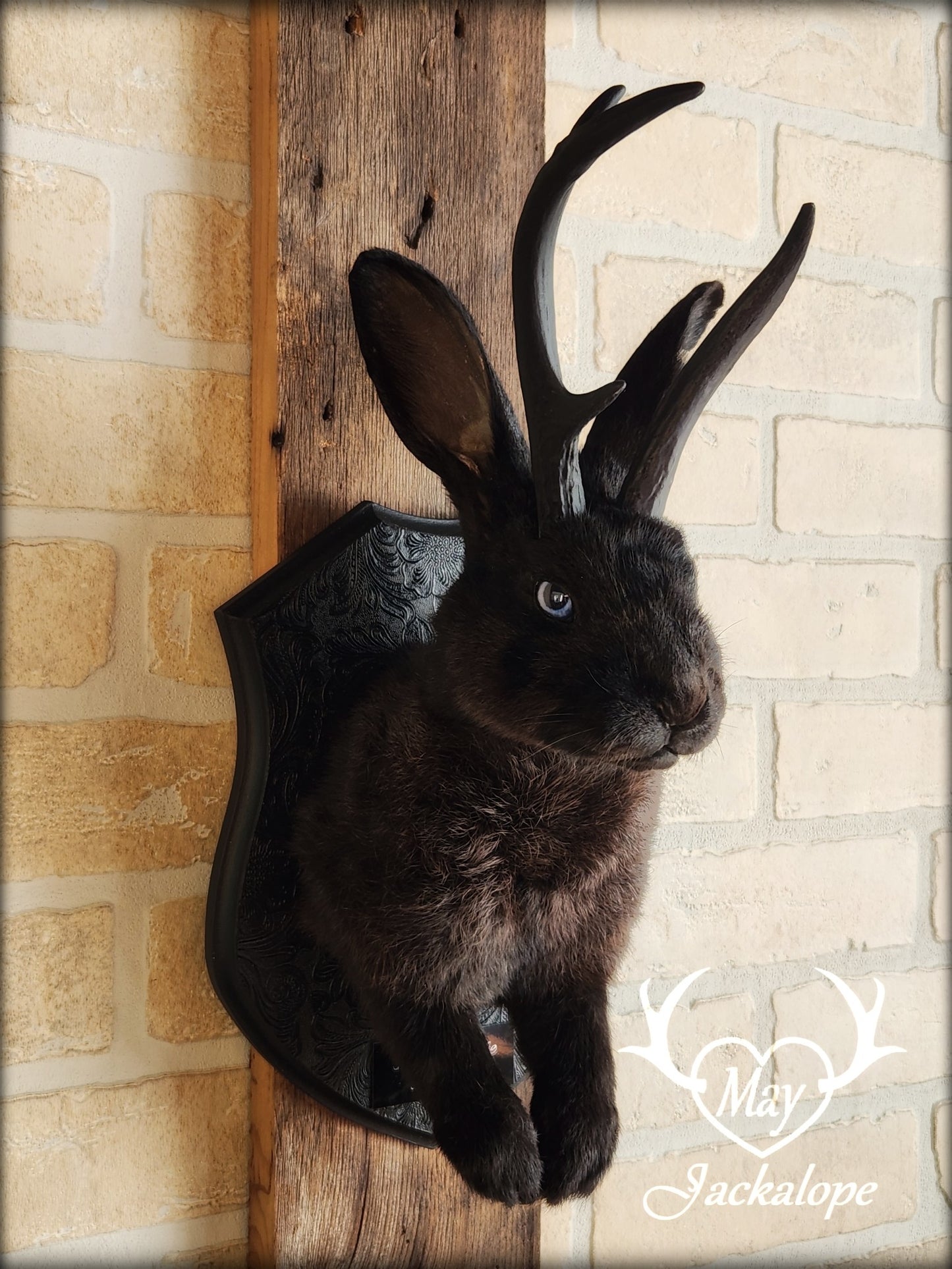Black Jackalope taxidermy with blue eye and real antlers, damaged ear and scarred eye
