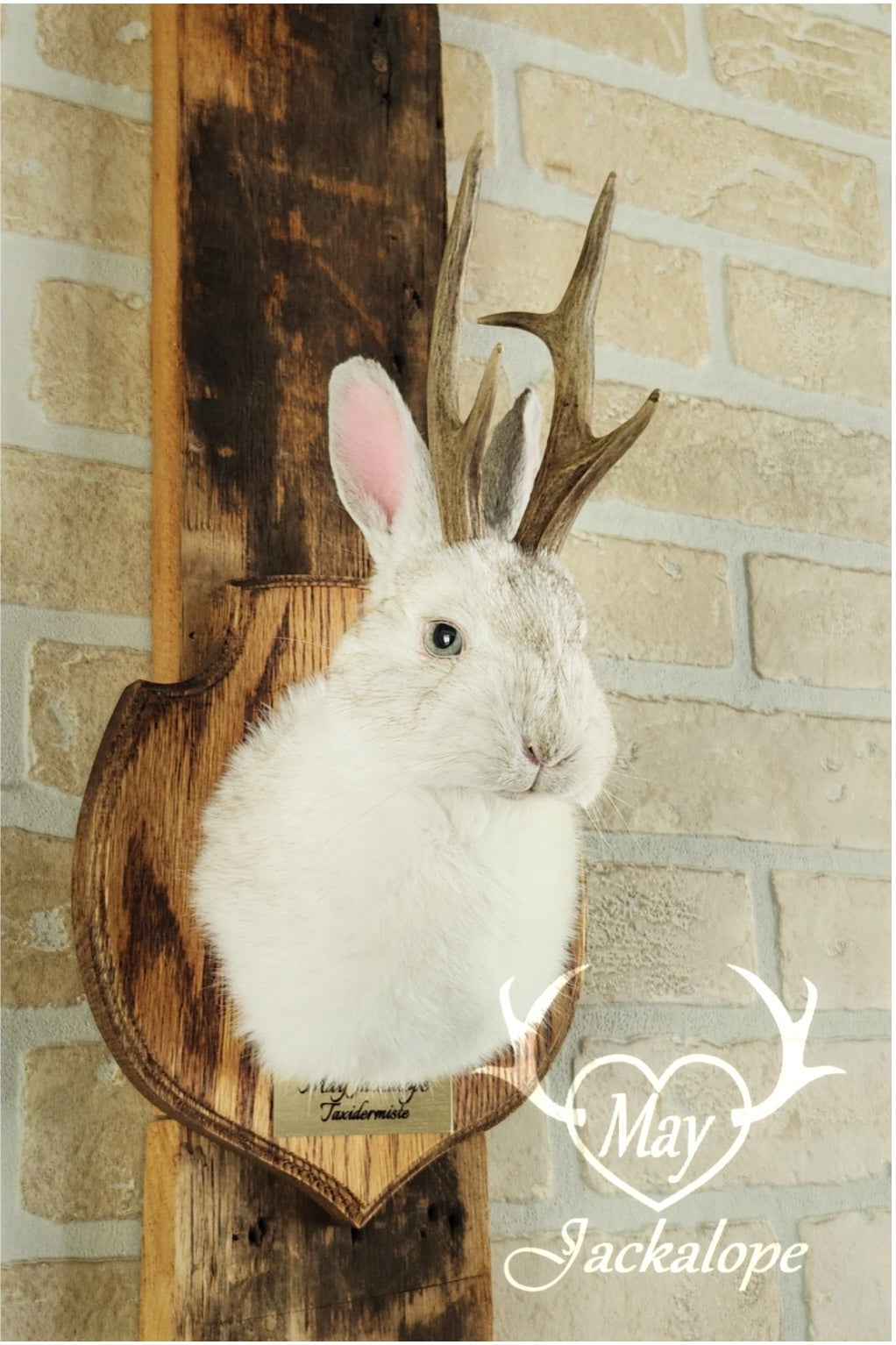 Taxidermie d'un mini jackalope pâle avec un vrai panache