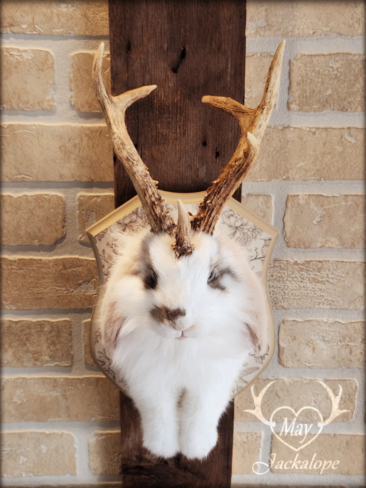 White and light brown jackalope taxidermy with grey eyes & real antlers