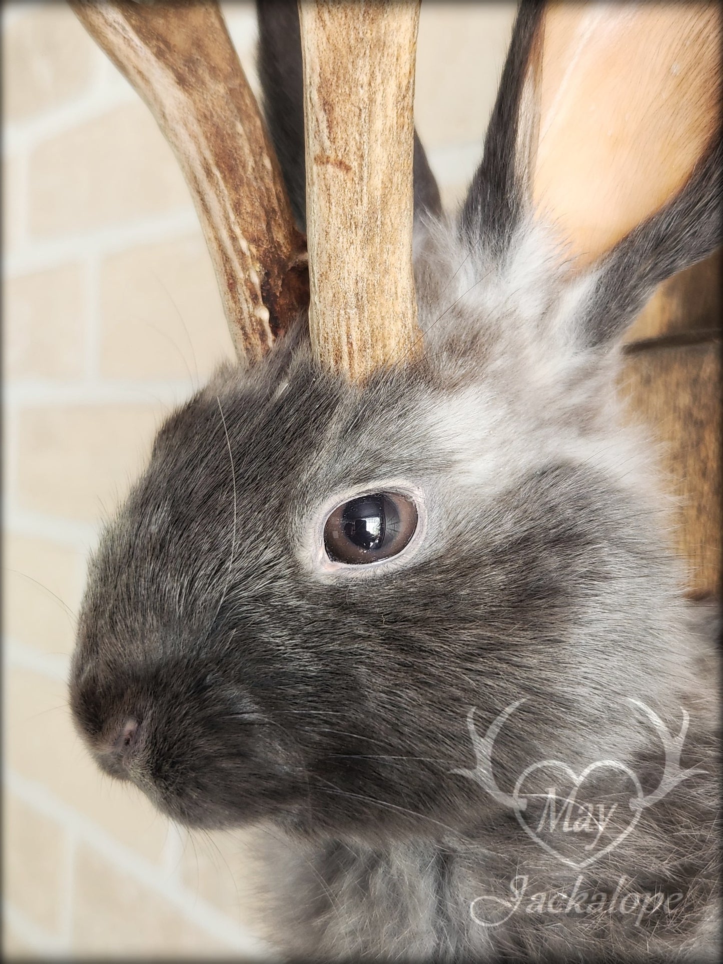 Small blue jackalope taxidermy with brown eyes & real antlers