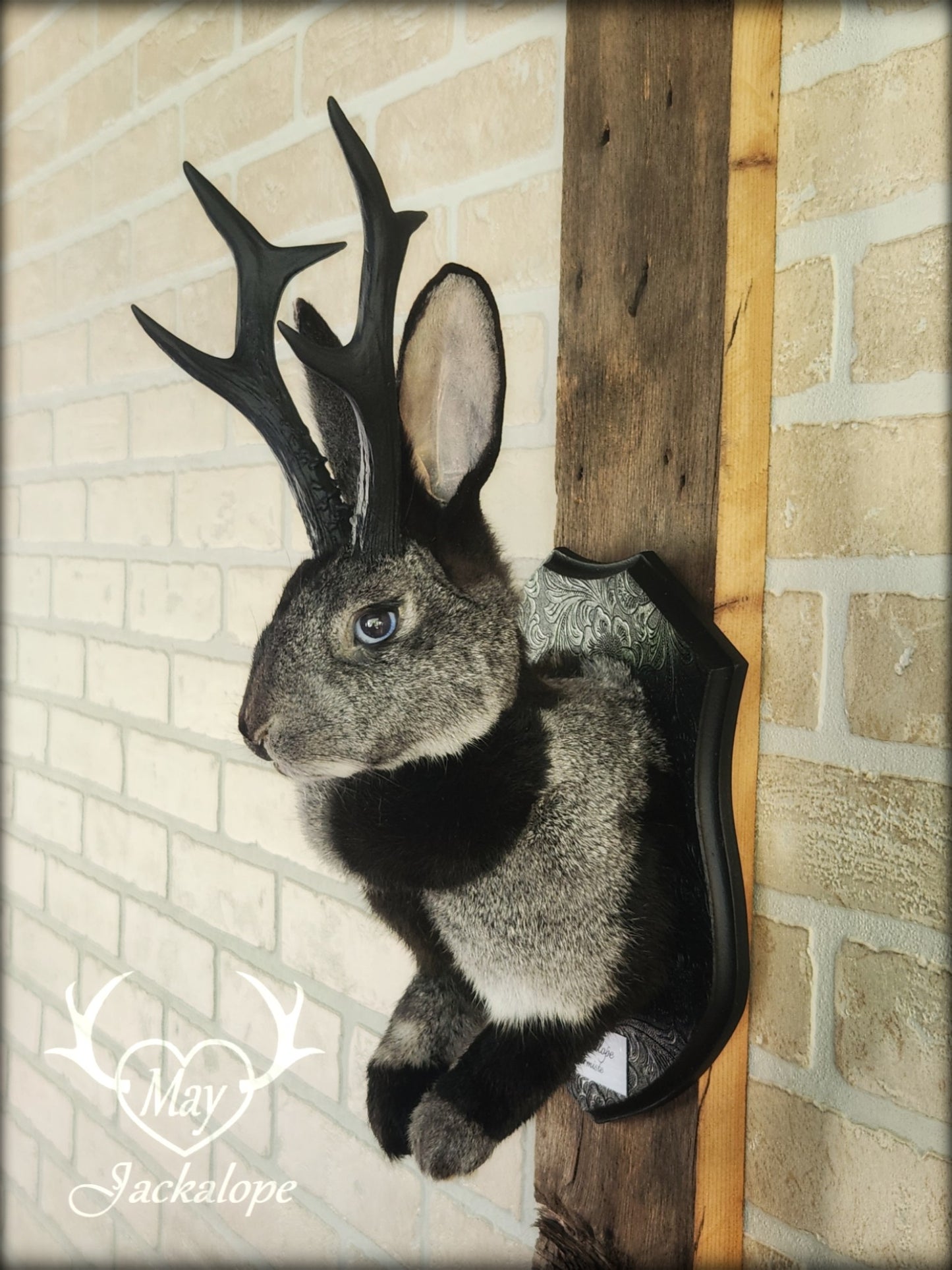 Grey harlequin jackalope taxidermy