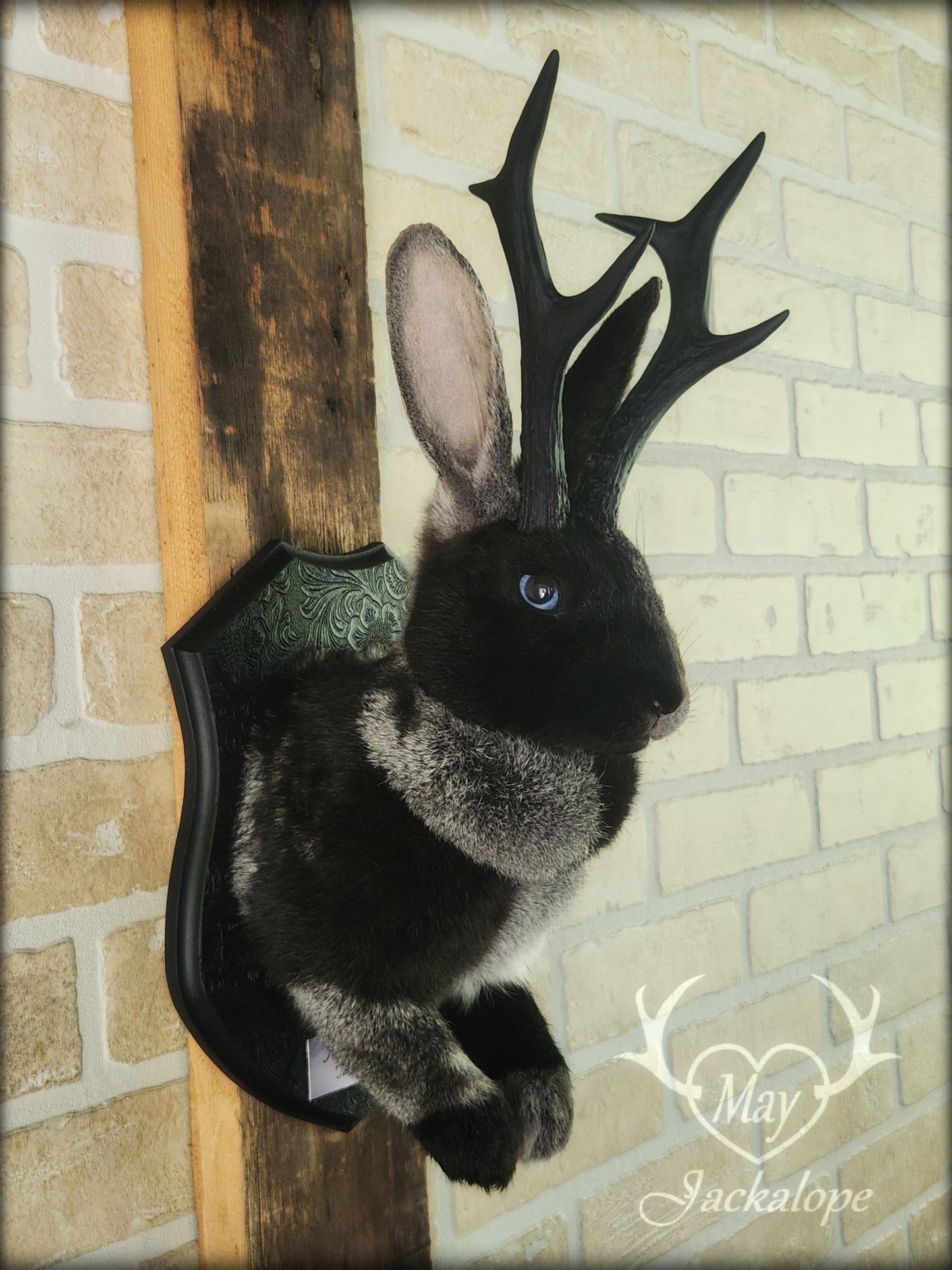 Grey harlequin jackalope taxidermy