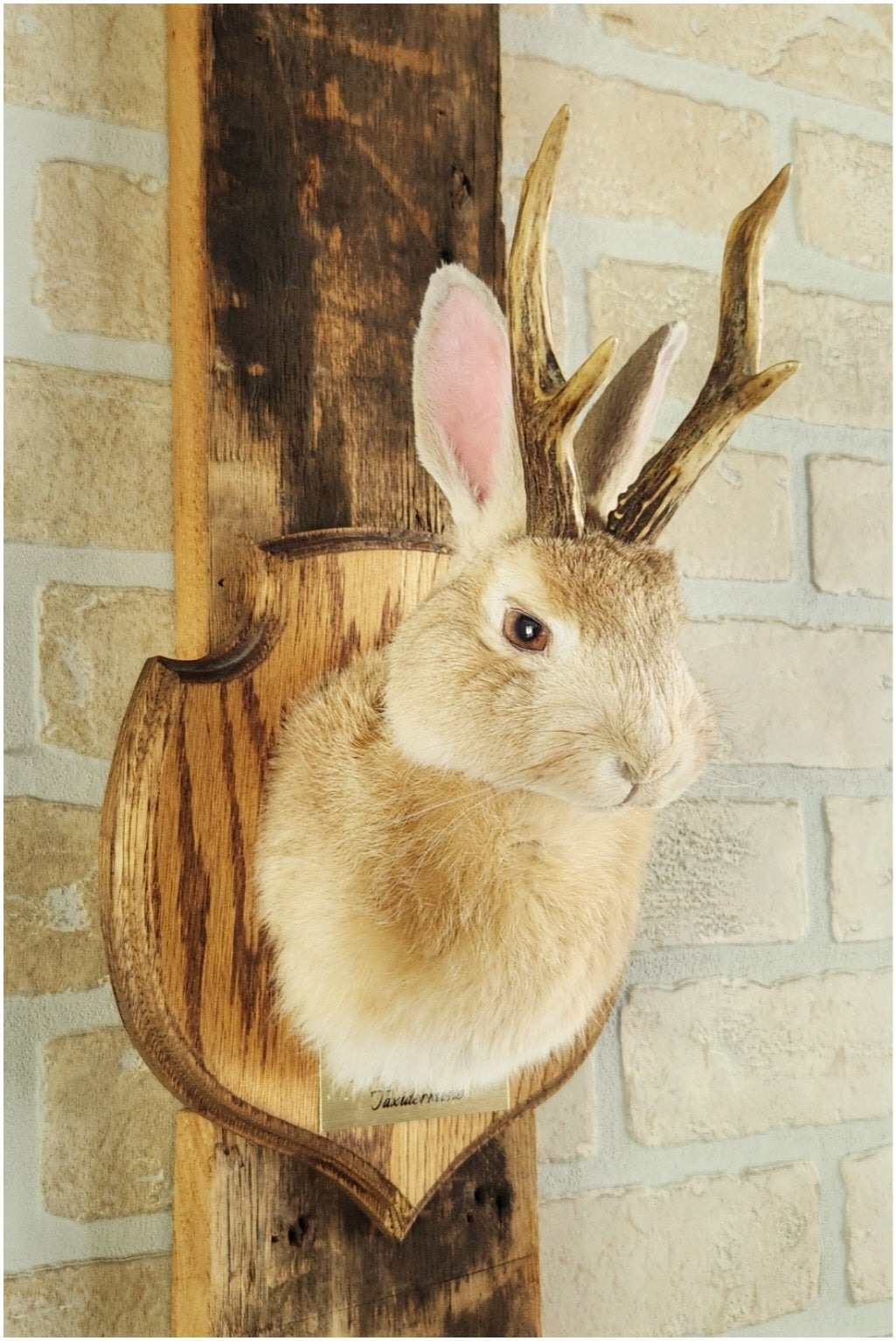 Taxidermies d'un minis jackalopes beige avec vrais un panaches