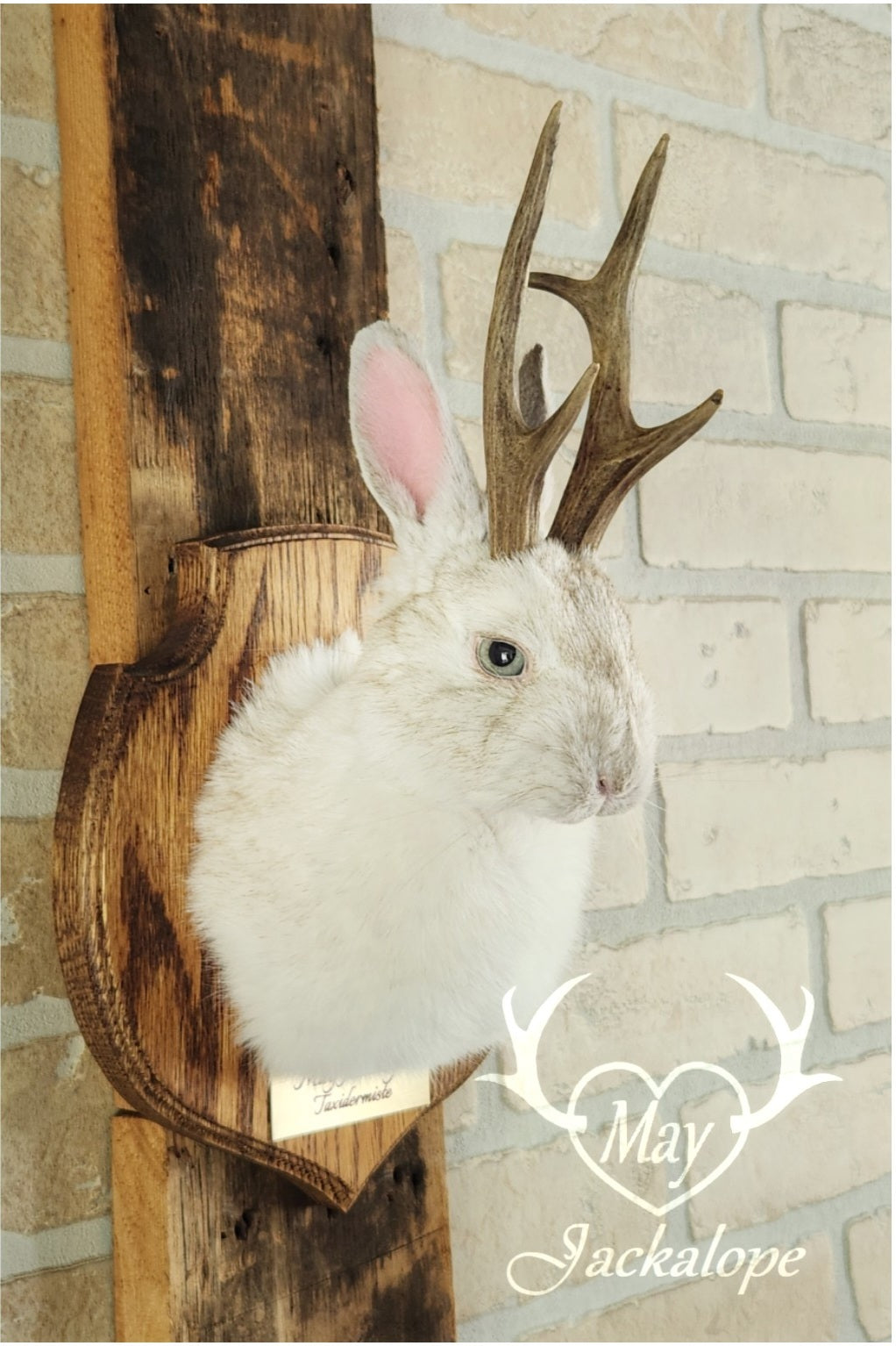 Taxidermie d'un mini jackalope pâle avec un vrai panache