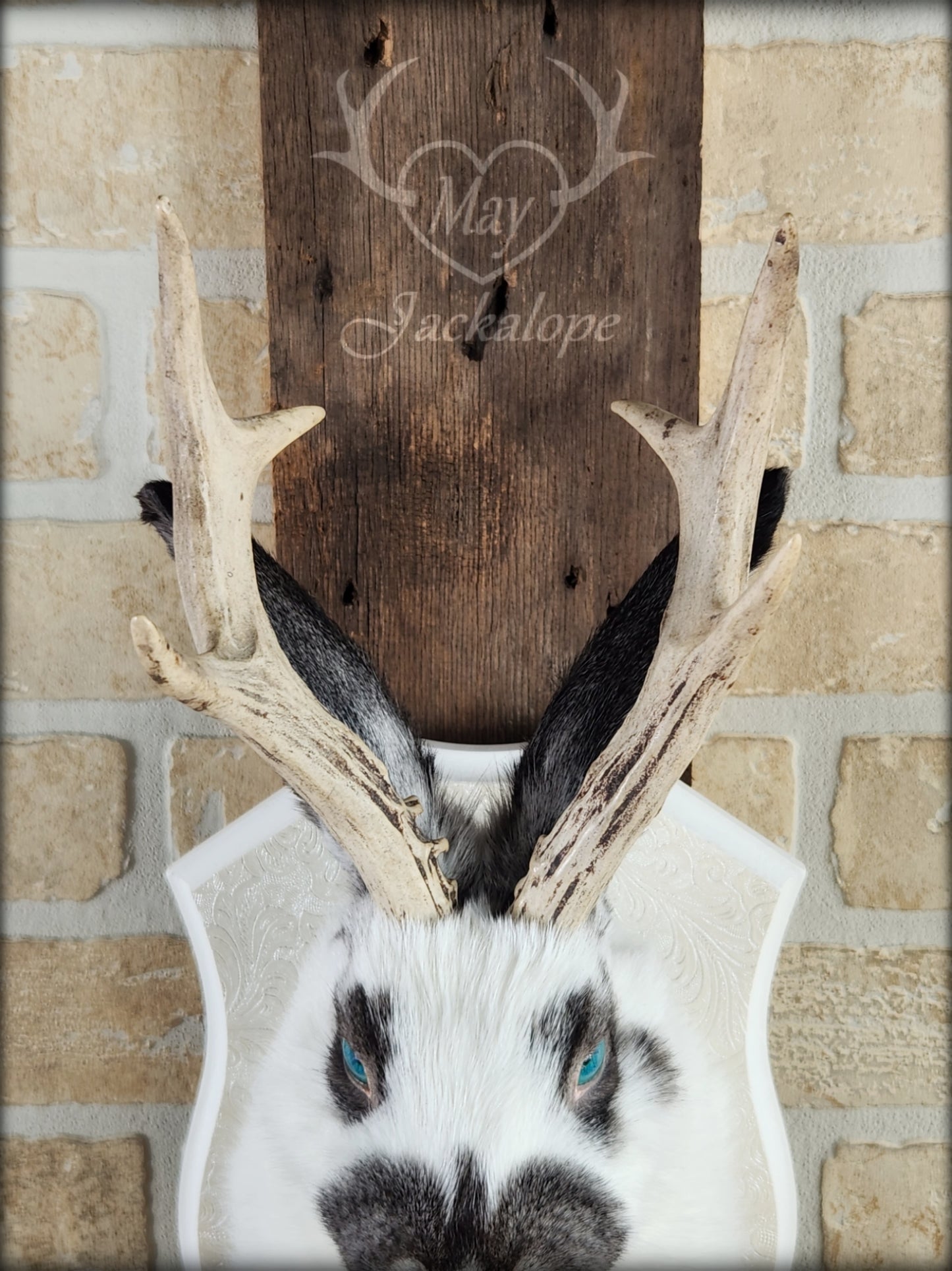 Taxidermie de Jackalope blanc et gris avec des yeux bleus et de vraies bois