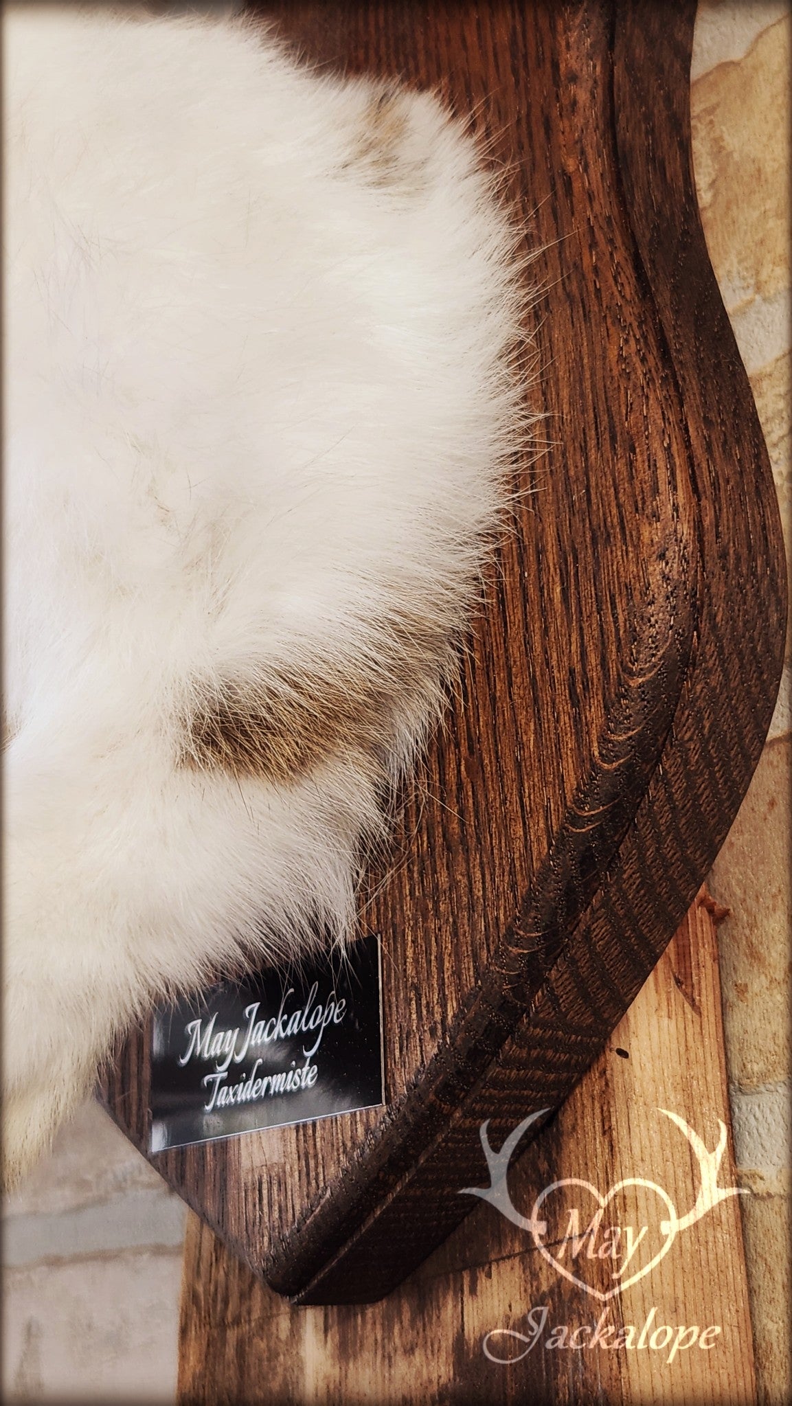 Taxidermie d'un jackalope blanc et brun, aux yeux foncés avec vrai bois