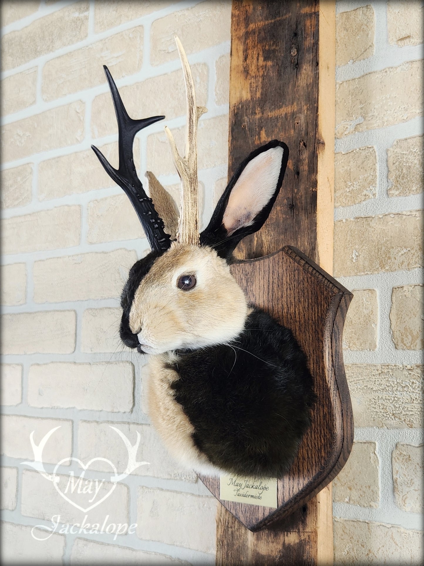Harlequin Jackalope taxidermy with hazel eyes and real antlers