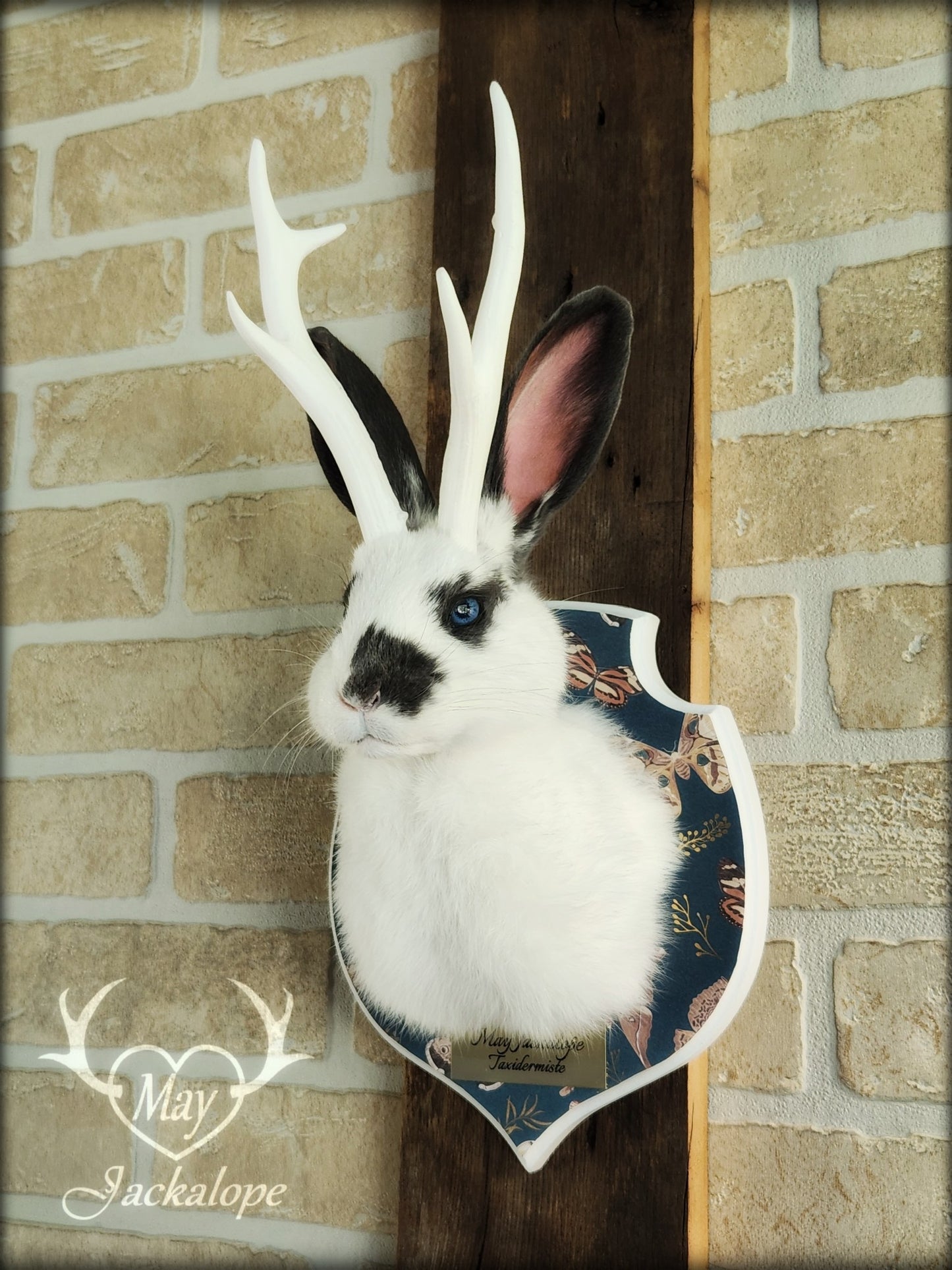 Petite taxidermie de jackalope blanc et gris aux yeux bleus avec réplique de panache.