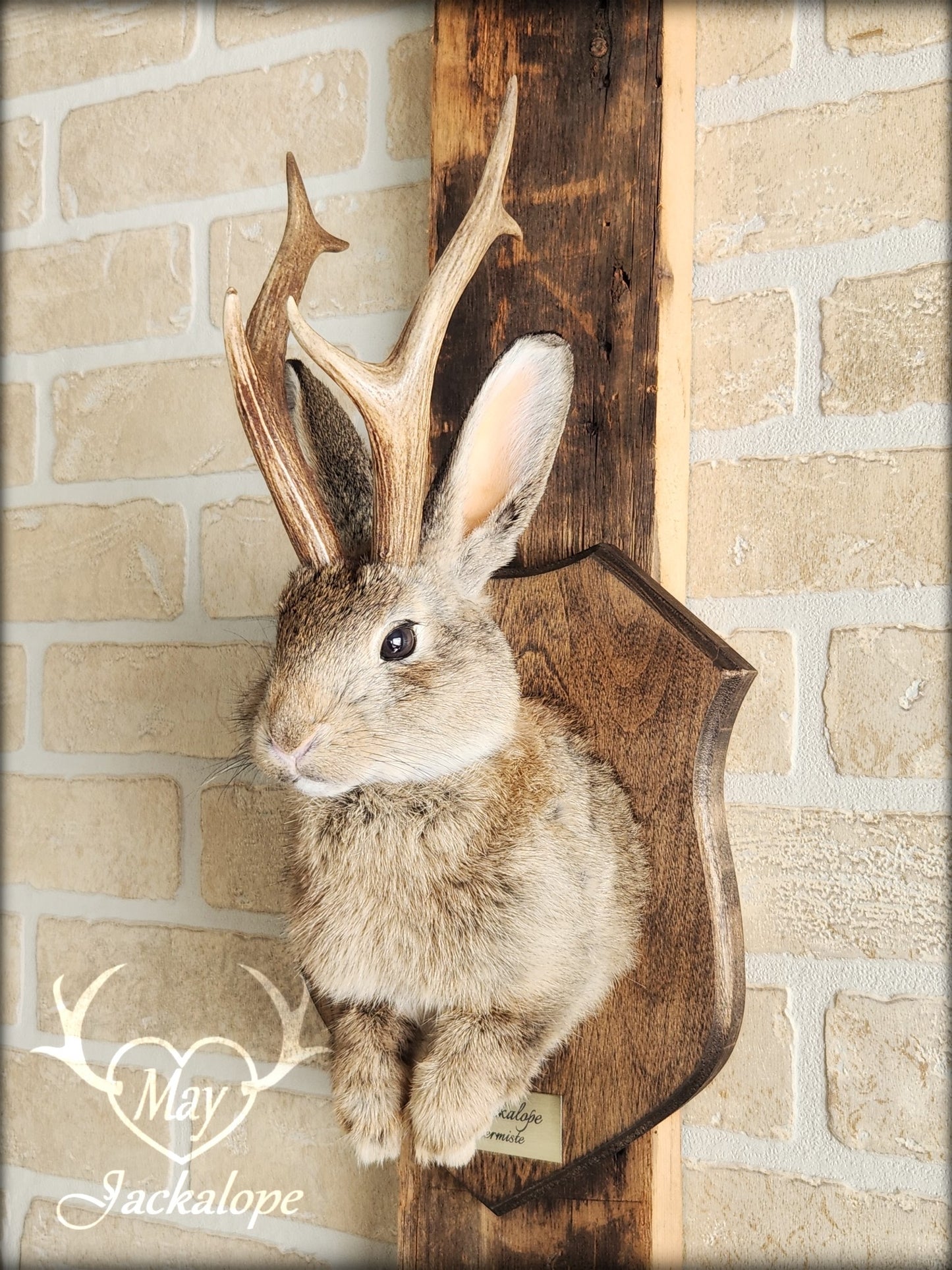 Brown jackalope taxidermy with dark eyes & real antlers